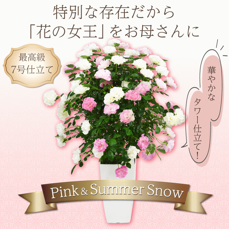 7号鉢 2色植え 幻の薔薇 ピンク＆サマースノー 母の日プレゼント用