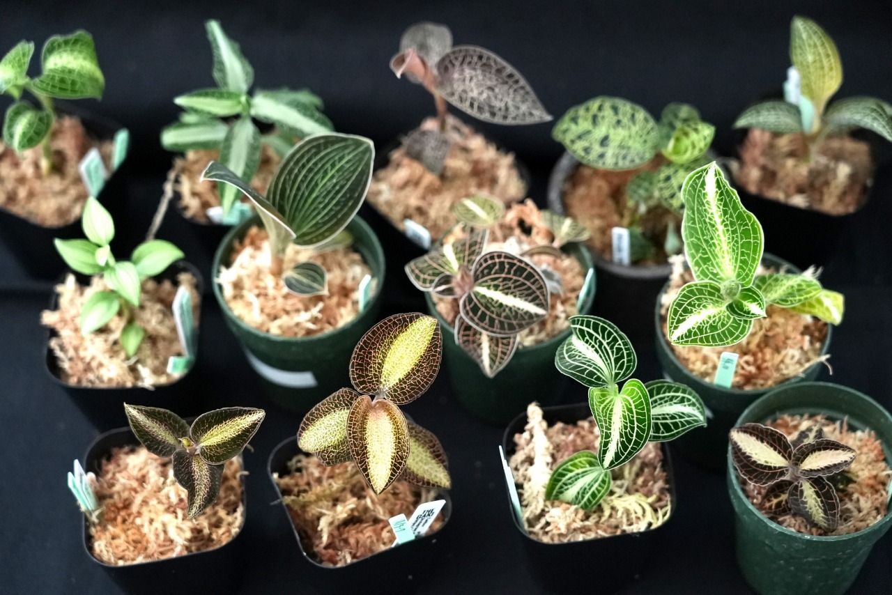 マコデス ペトラ Black Type 【ジュエルオーキッド／宝石蘭