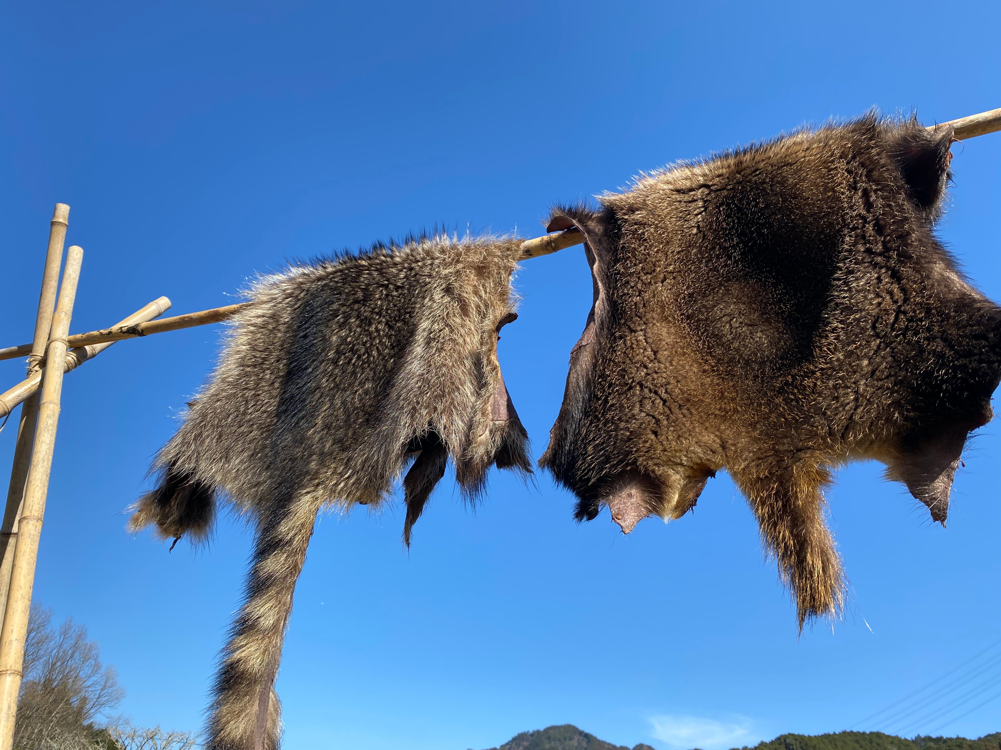 アナグマ毛皮 【製法】ピットタンニン鞣し | 【Bushcraft komorebi】