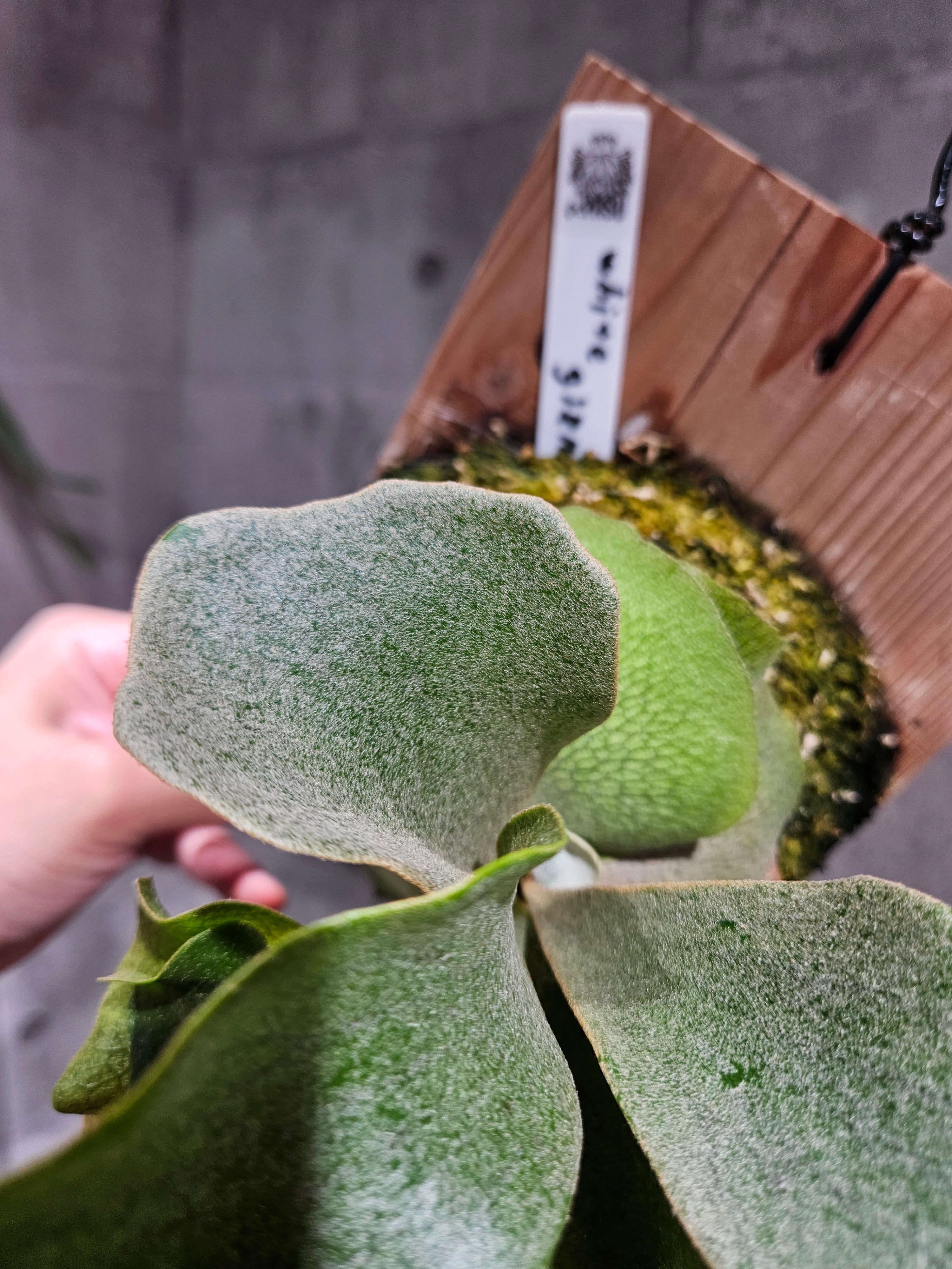 P. White gizmo【artPLANTs/PLANTS GARAGE】 ビカクシダ/Platycerium