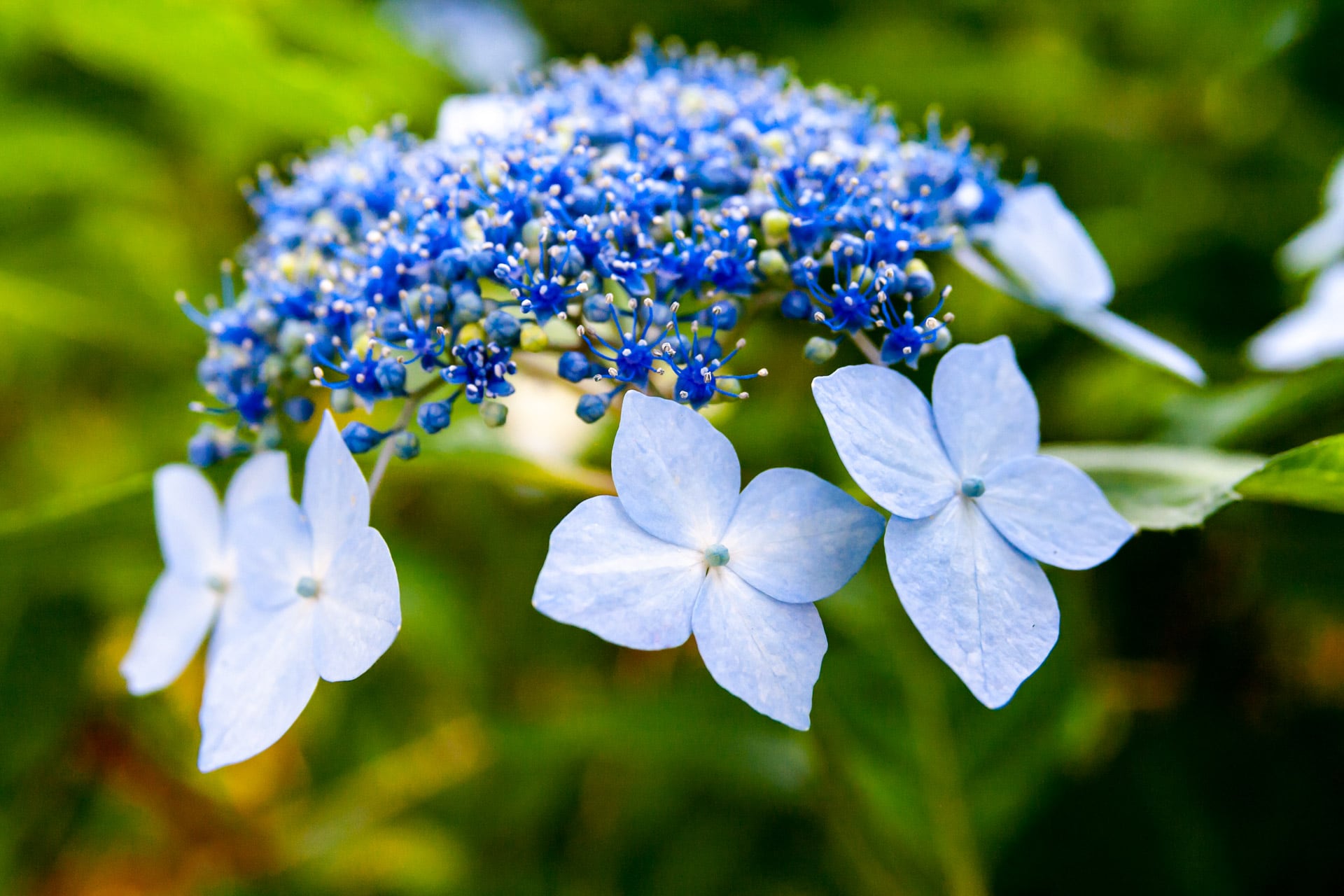 新作】紫陽花の花クラゲ | hoccolie