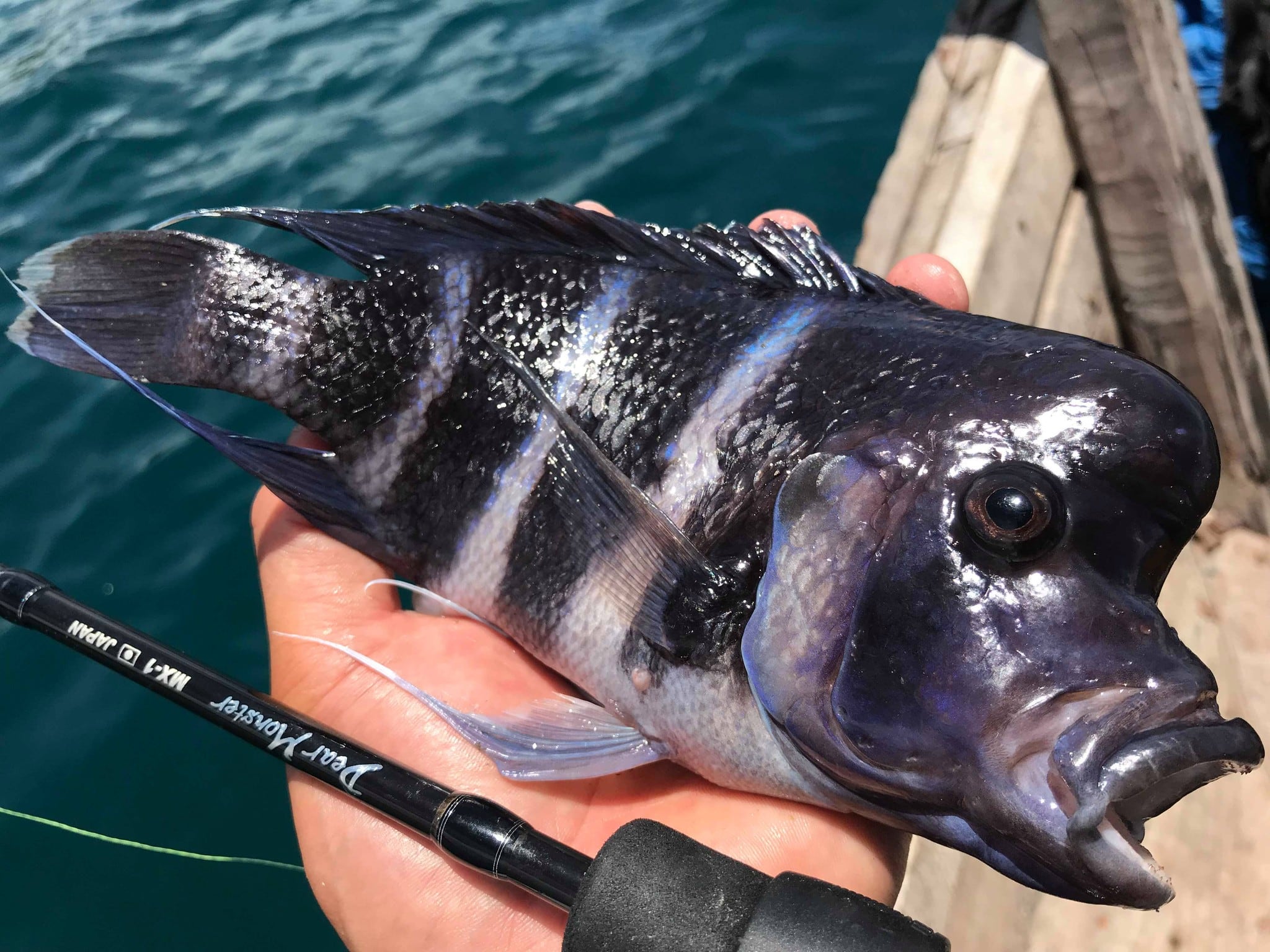 DearMonster MX-1ってこんな竿 | Monster BASE