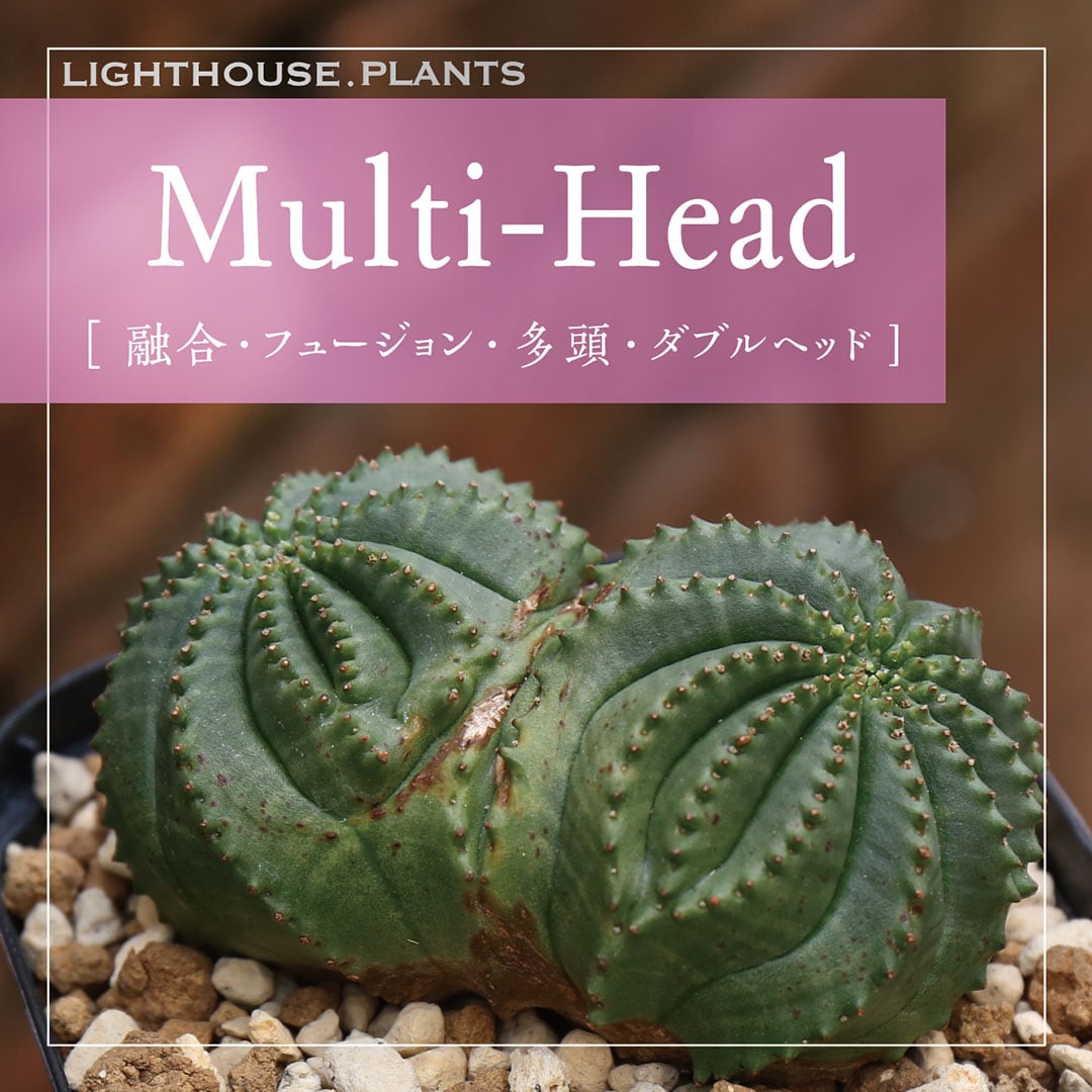 MULTI- HEAD - マルチヘッド】多頭の他にも二頭以上が融合した