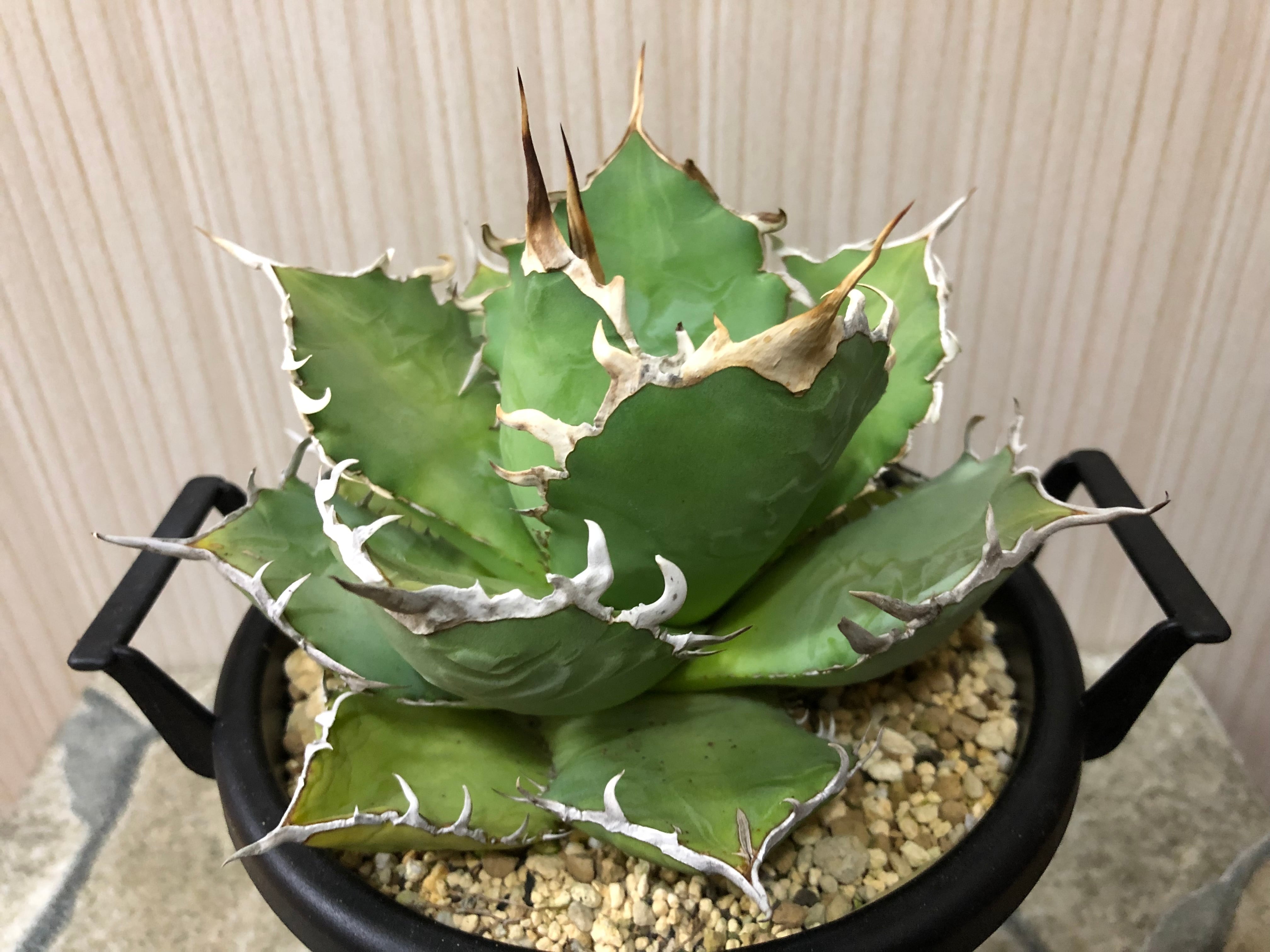 アガベ チタノタ 厳竜 | NMD屋