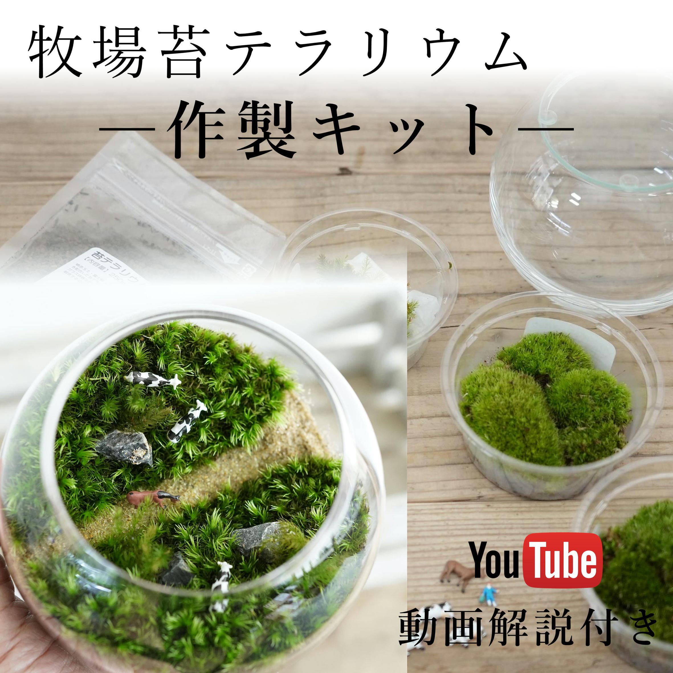 作製キット】牧場苔テラリウム作製キット◇動画解説付き | 苔