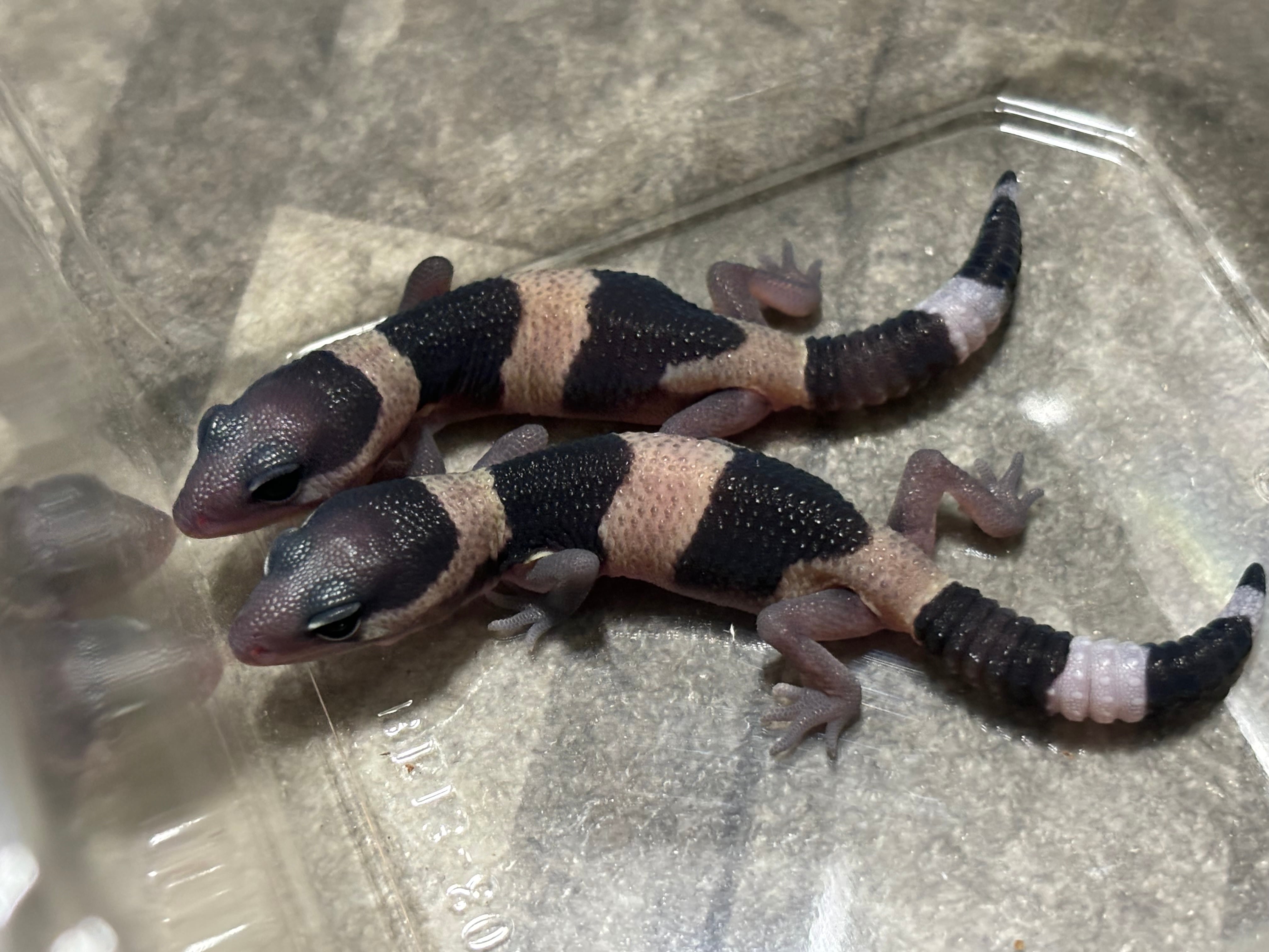 冷凍フタホシML 約130匹100g 冷凍コオロギ | 餌用 コオロギ 通販