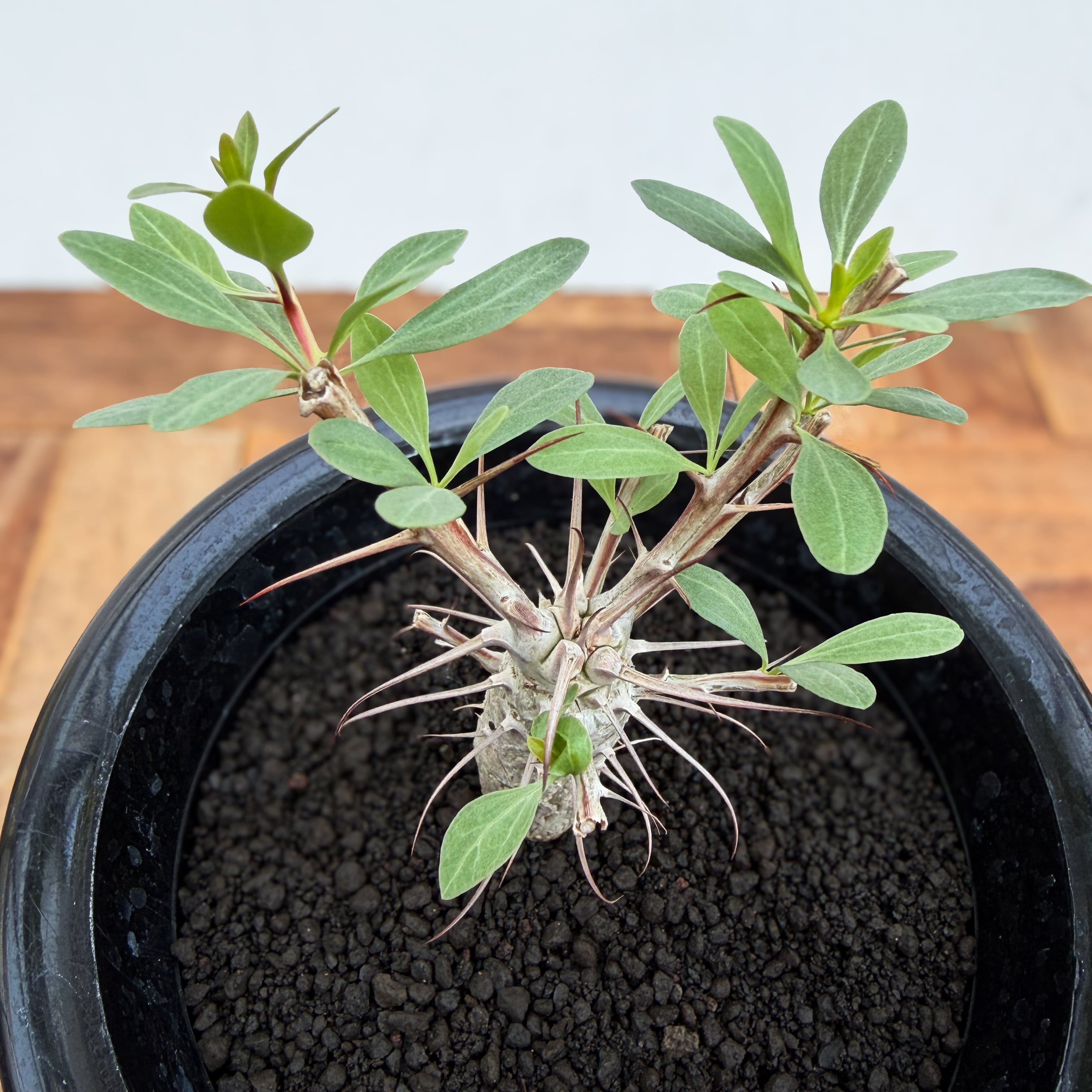 Fouquieria columnaris【フォークイエリア・コルムナリス・観峰玉