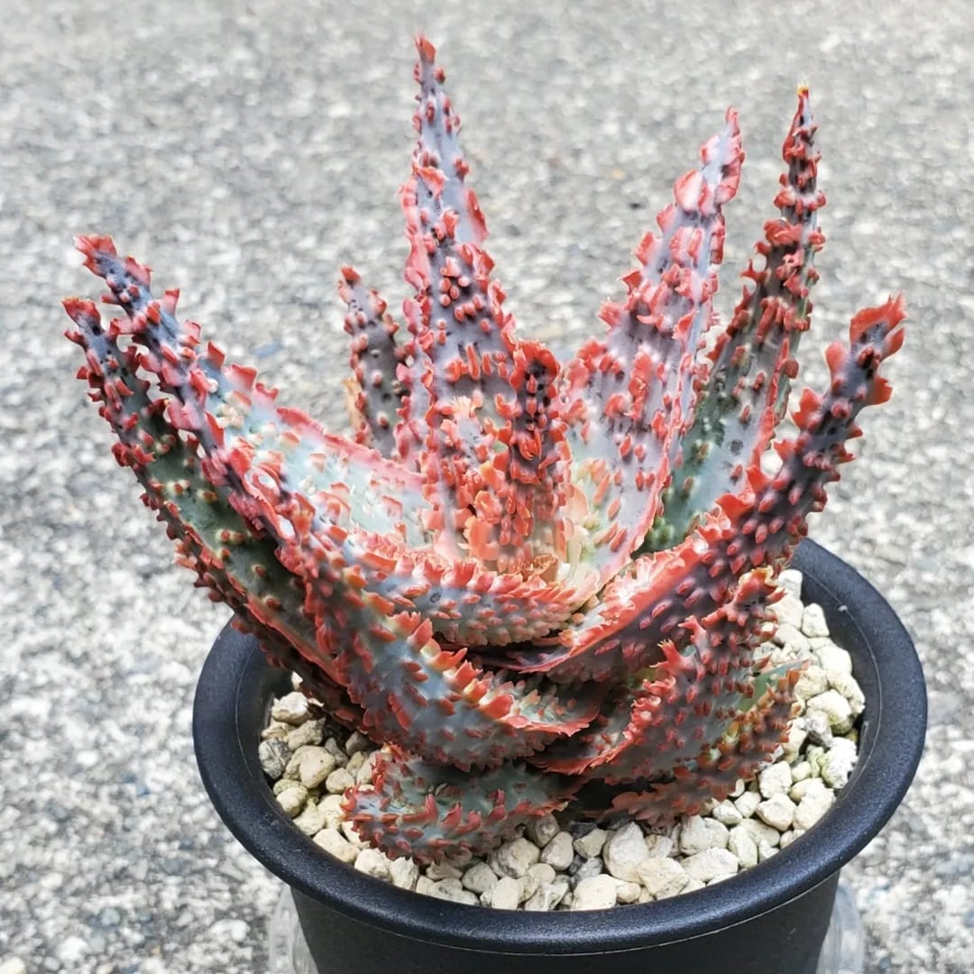 F00385_Aloe Hybrid：アロエ・ハイブリッド（子株） | レアプランツ