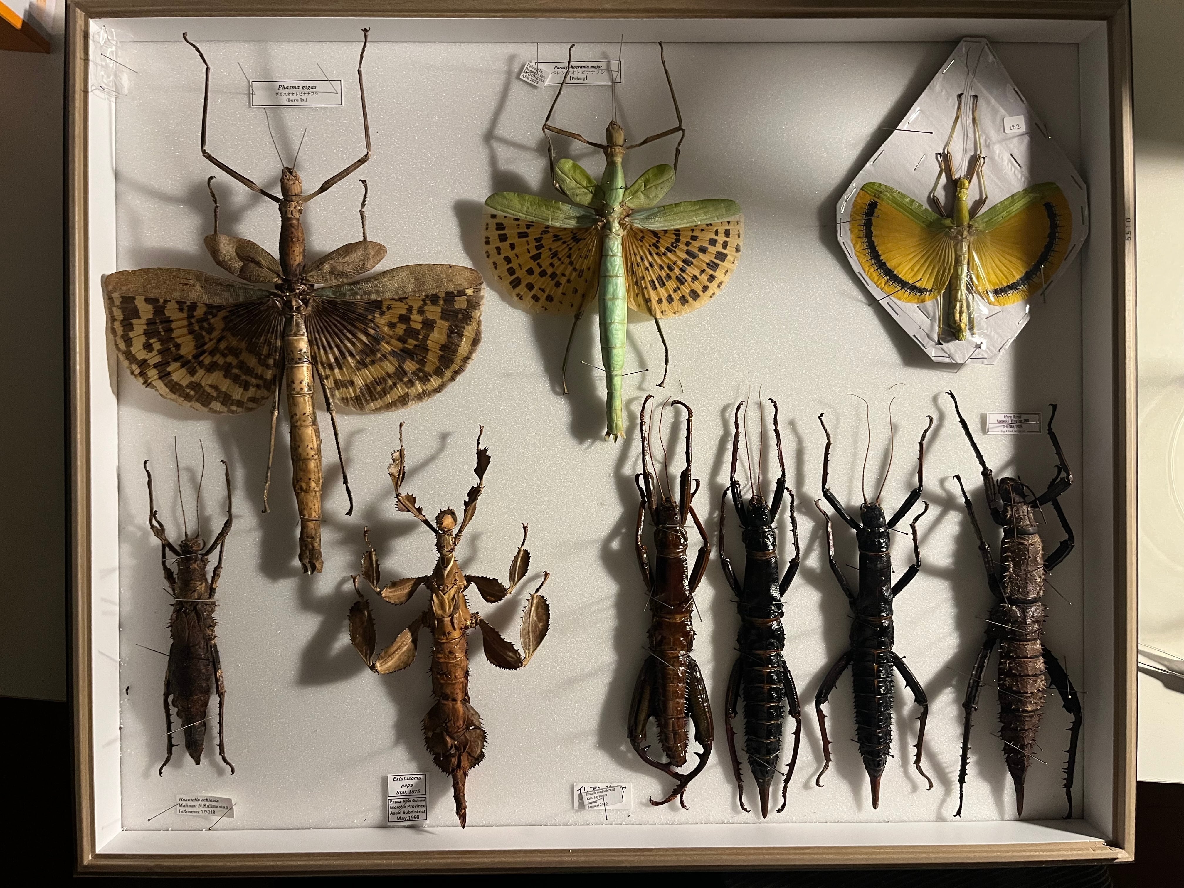 特大♀】トゲアシフトナナフシオバケフトナナフシコノハムシカマキリ