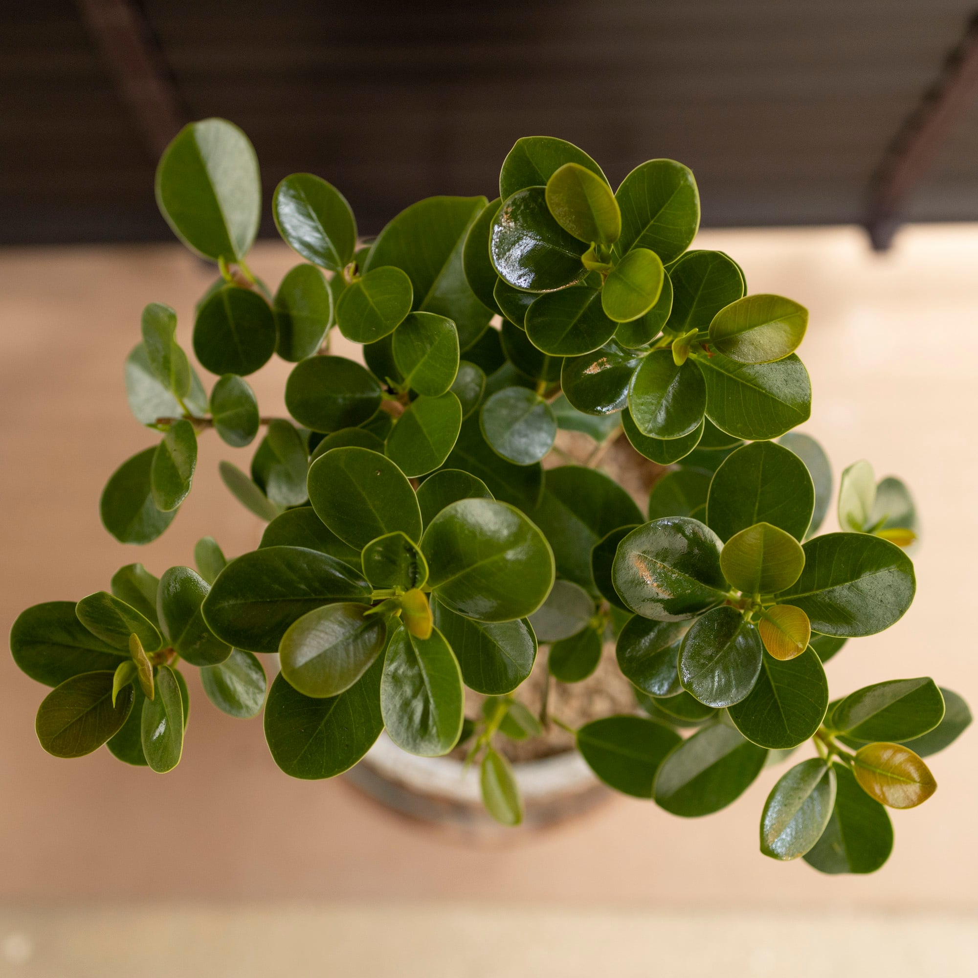 パンダガジュマル 7号 陶器鉢 観葉植物 ガジュマルの木 多幸の木