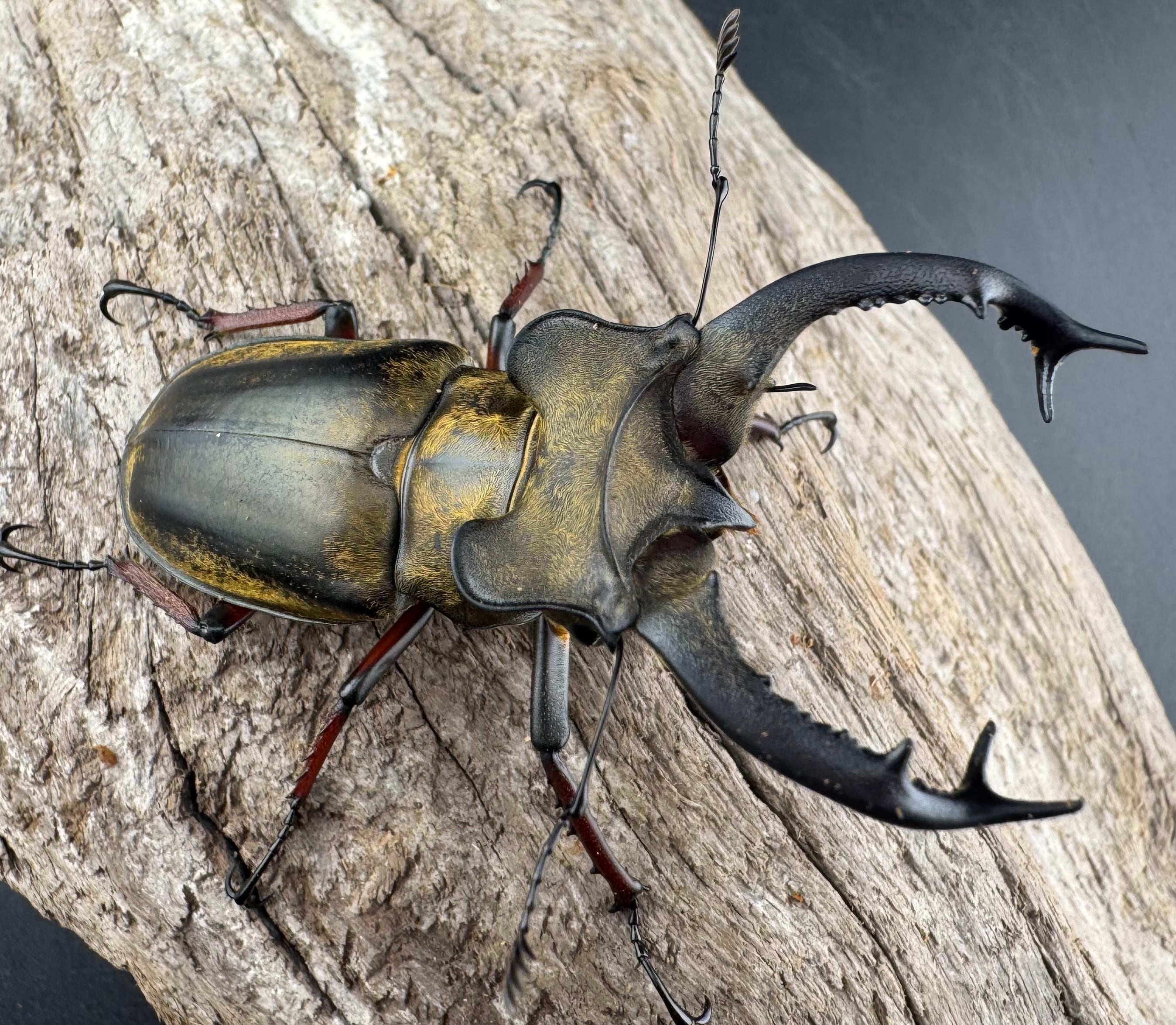 WD】《セリケウスミヤマ原名亜種 66mm ペア》 | KPW公式オンラインショップ