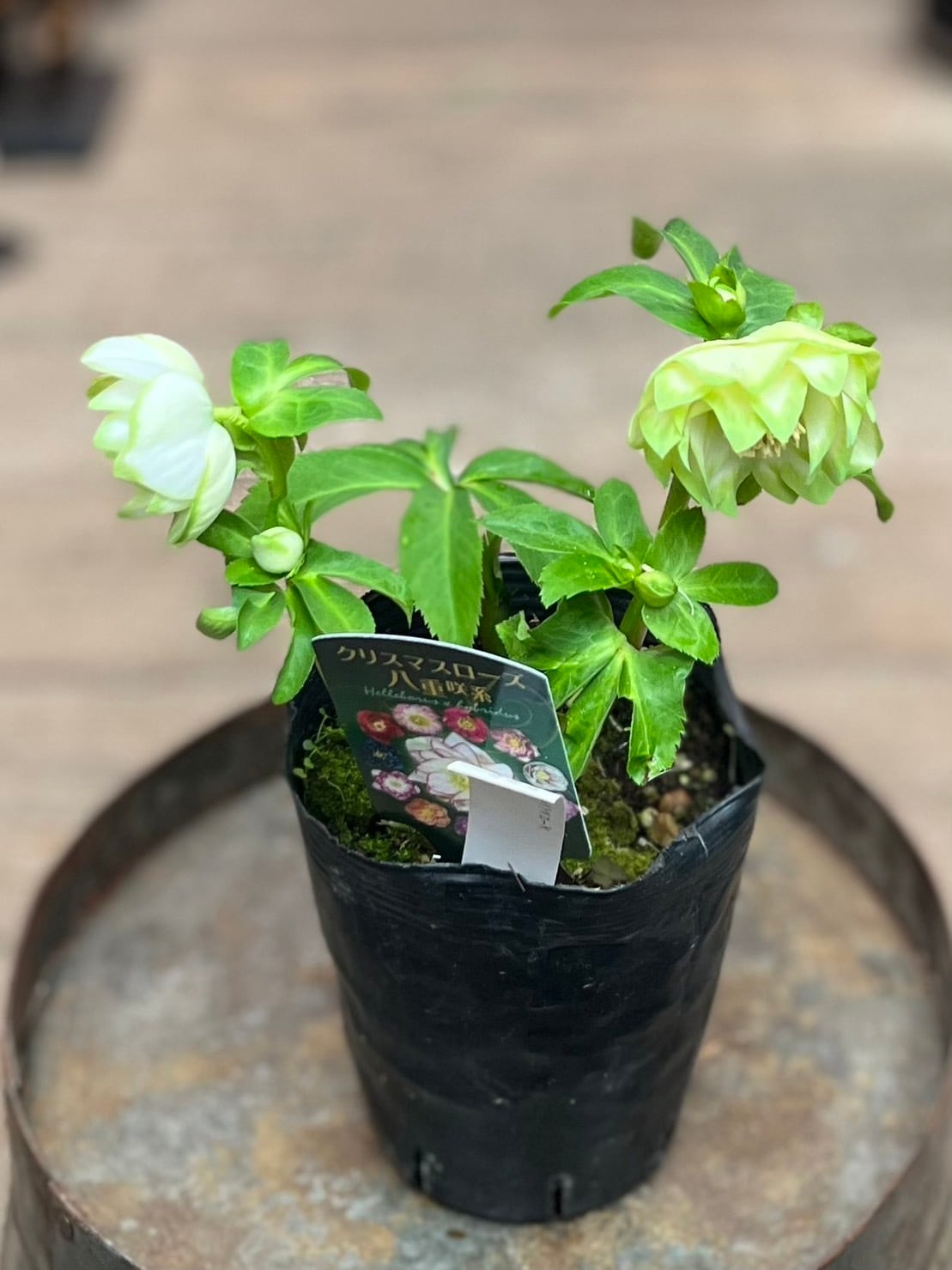 オニ通限定価格】クリスマスローズ 利休 1-25 | オニ通