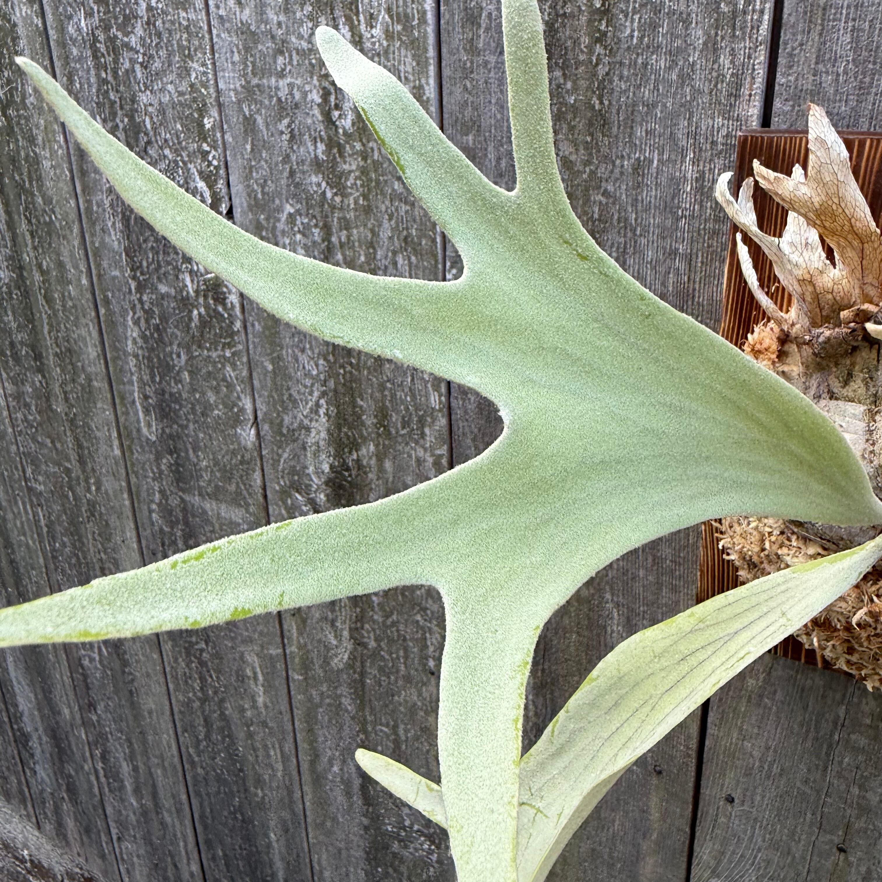 ビカクシダP. Saikeaw サイケオ 親株 傷あり ビカクシダP. Saikeaw