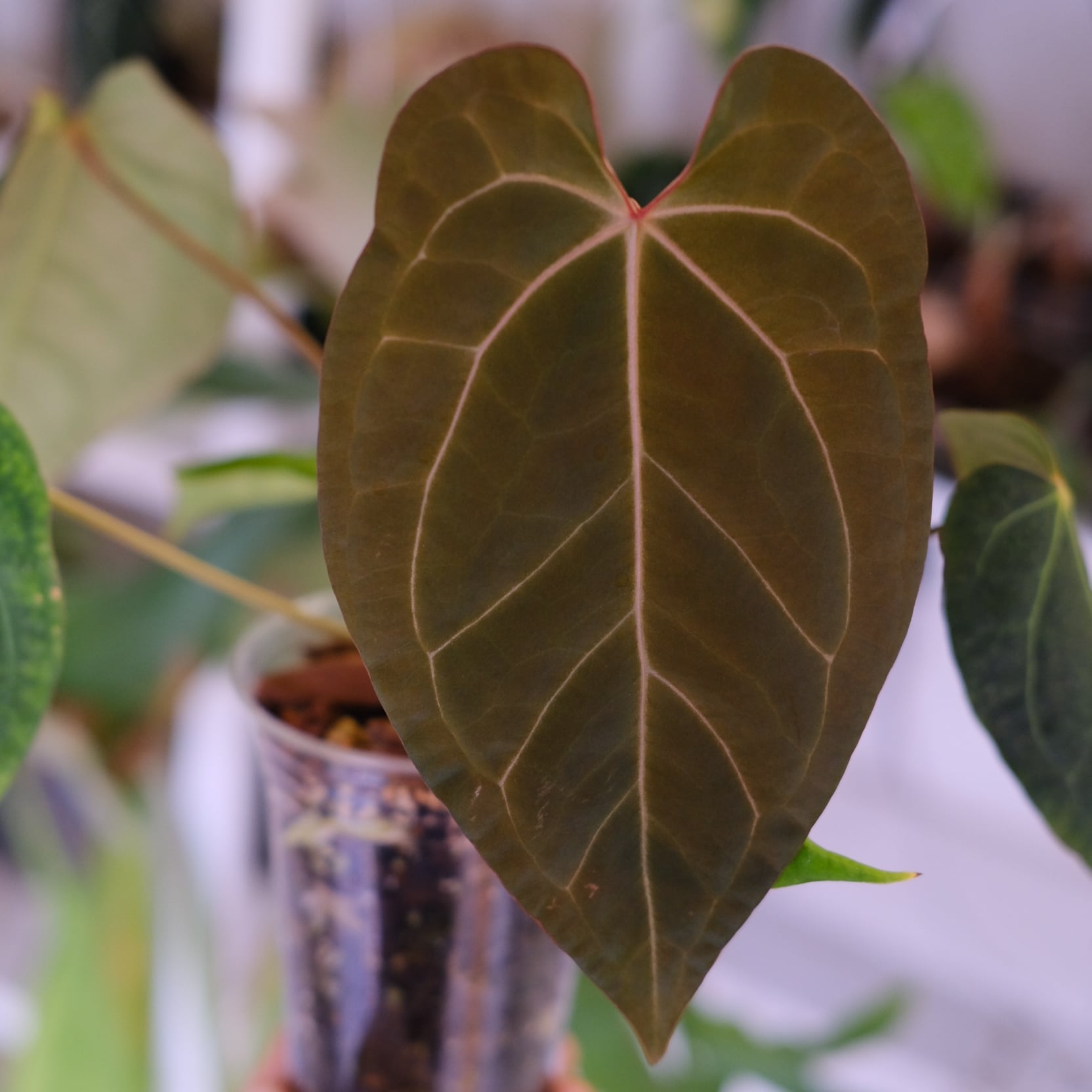 Phyllanthus urinaria 'Pink Variegated'│フィランサス・ウリナリア