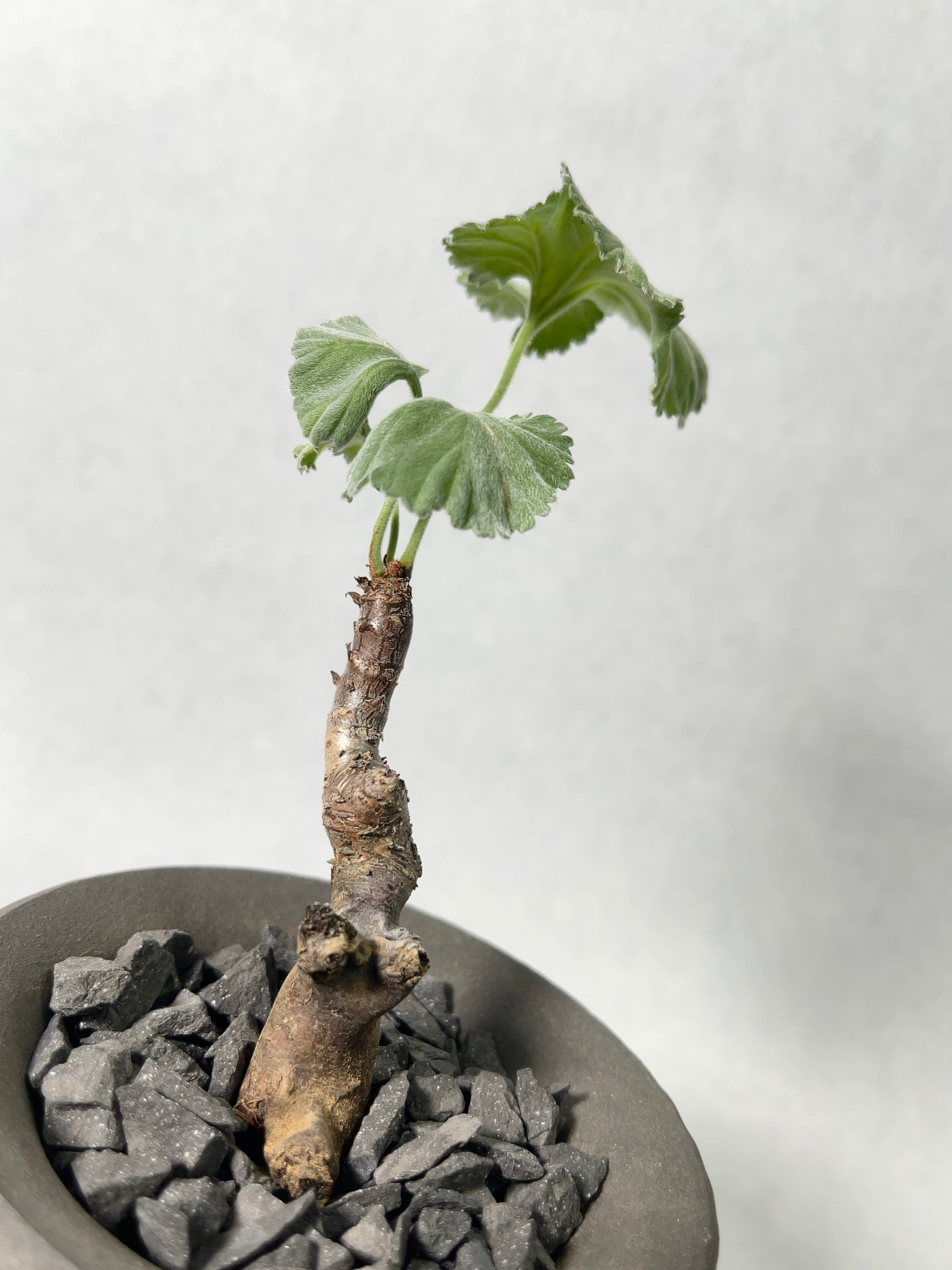 ペラルゴニウム・ミラビレ | trigger