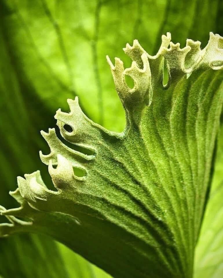 P. Flamenco (hillii x coronarium) | naturefix