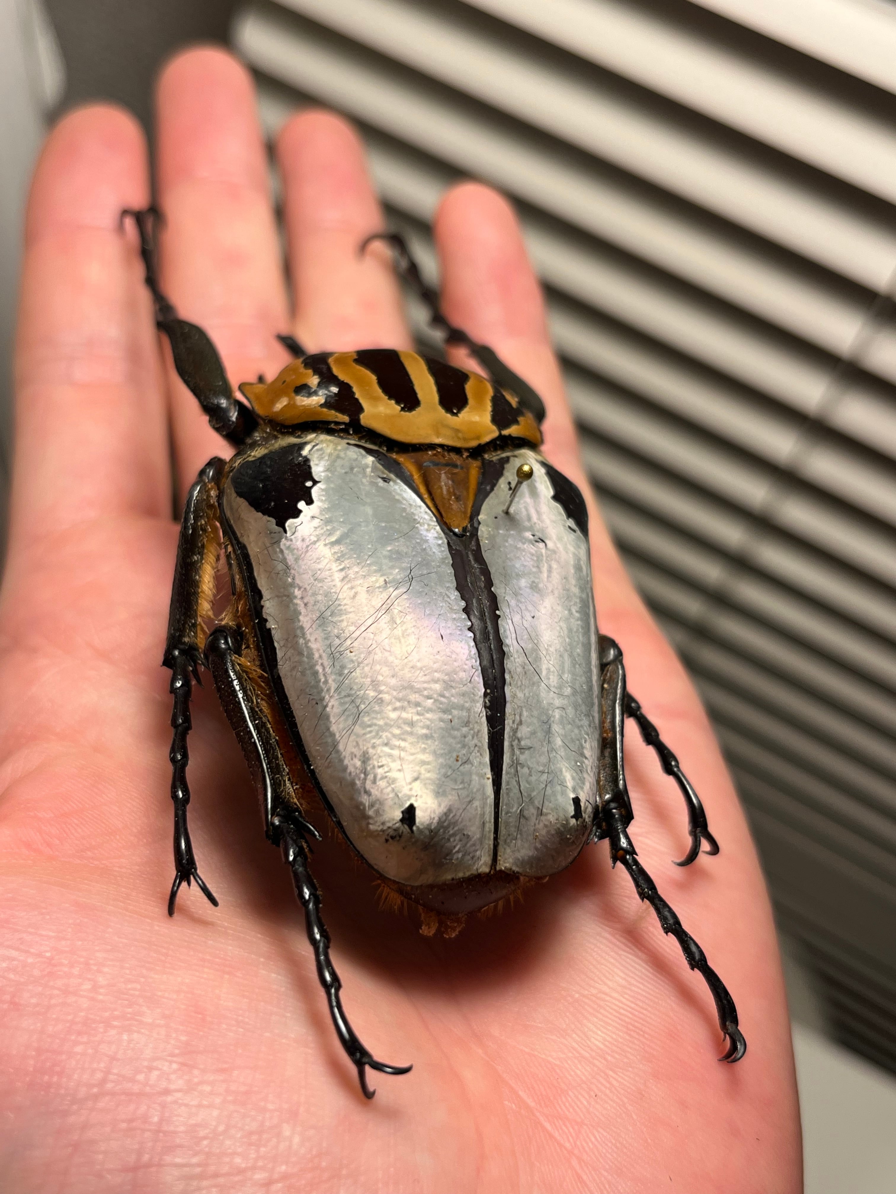 ピンク】カタモンゴライアスオオツノハナムグリ 78mm程♂ Goliath