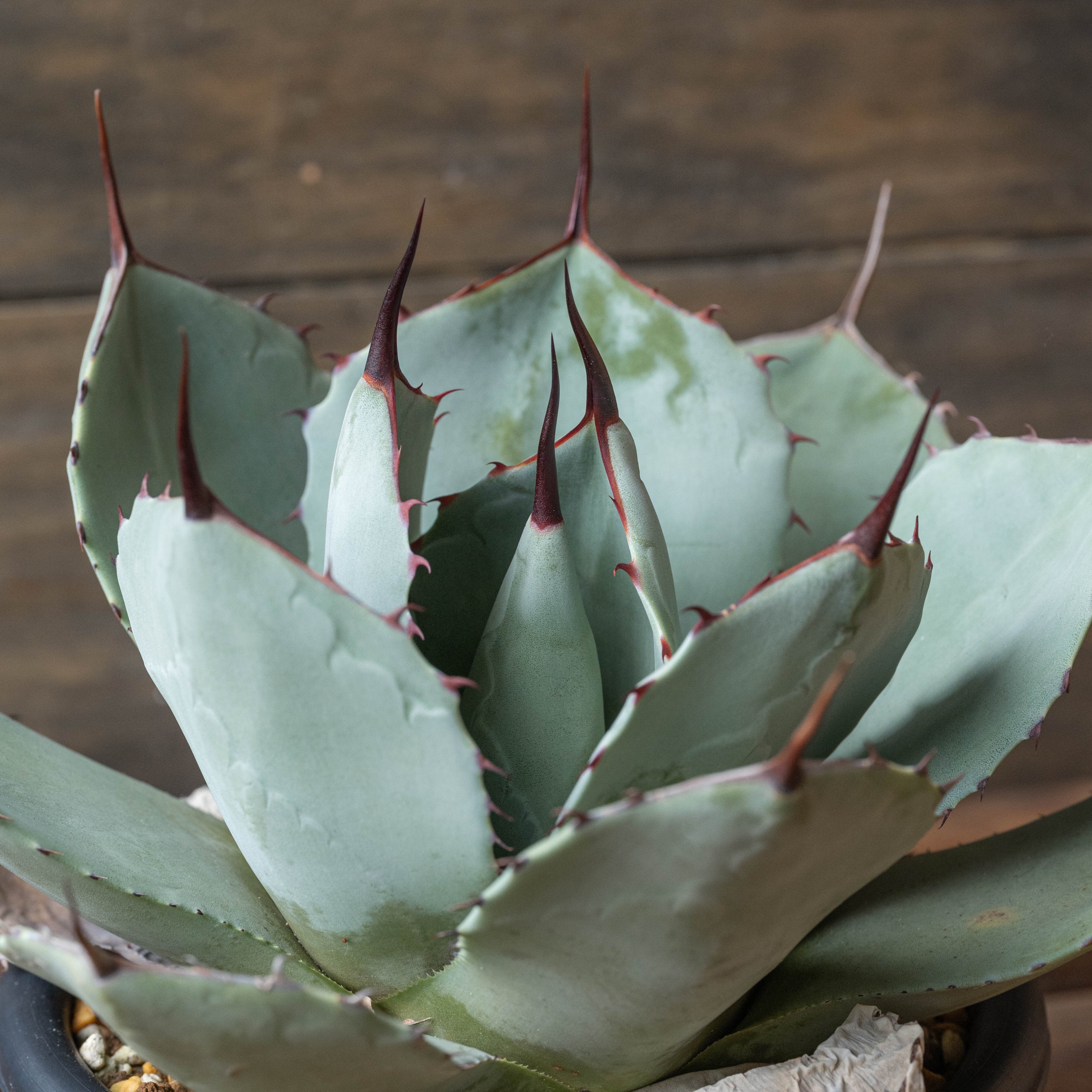 アガベ パリー トランカータ No.1 | Agave Rocon