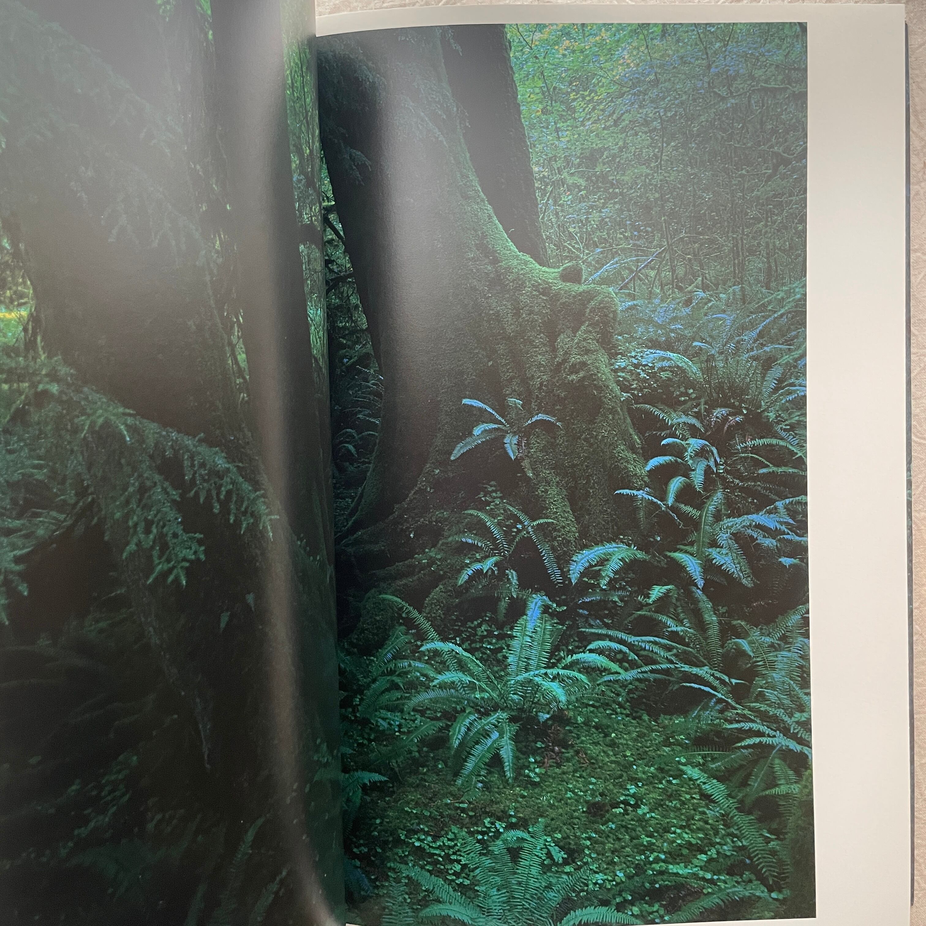 QUINAULT / 上田義彦(Yoshihiko Ueda) | 汀線 / TEISEN BOOKS