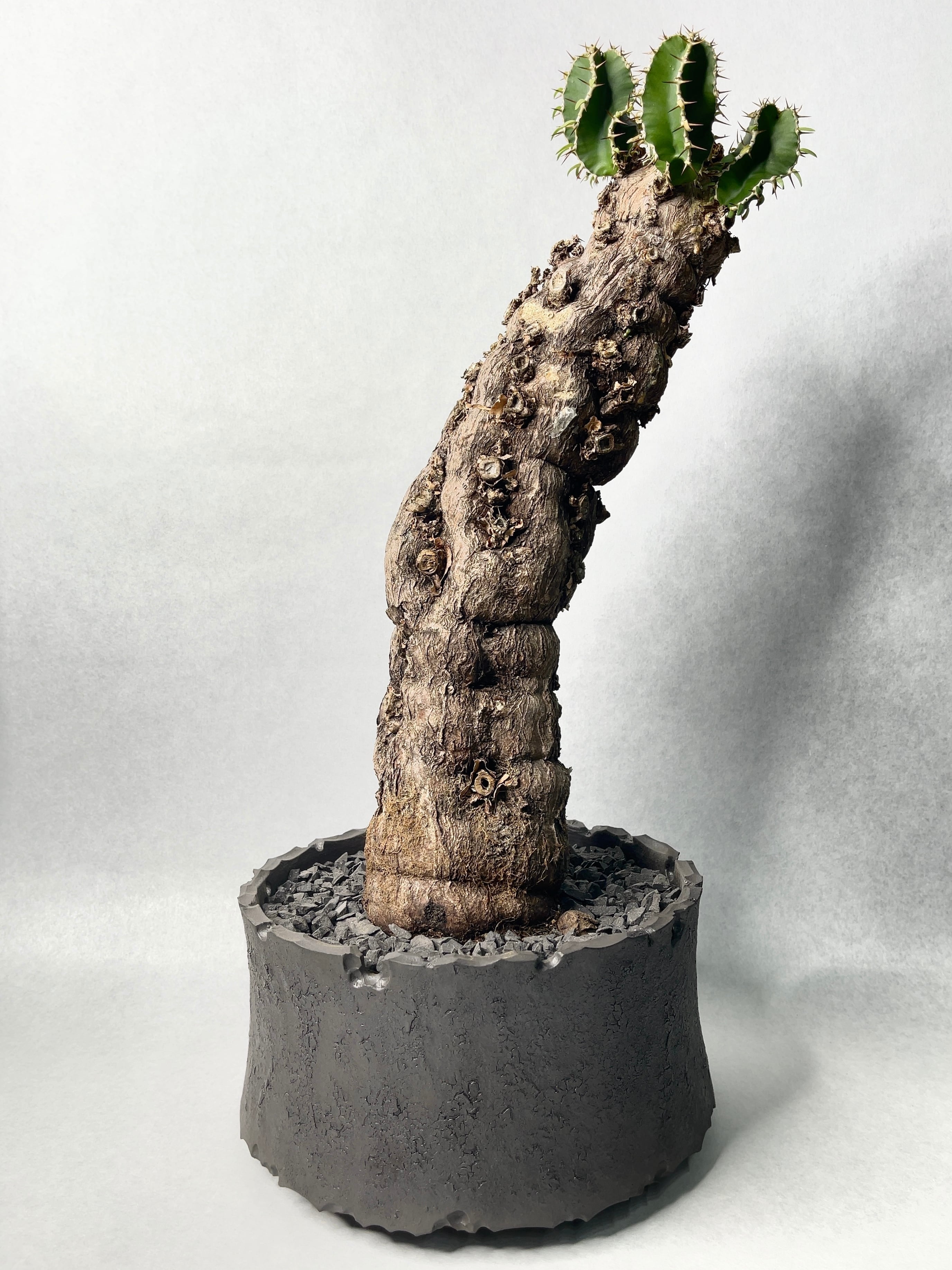 ユーフォルビア・ムランジーナ | trigger