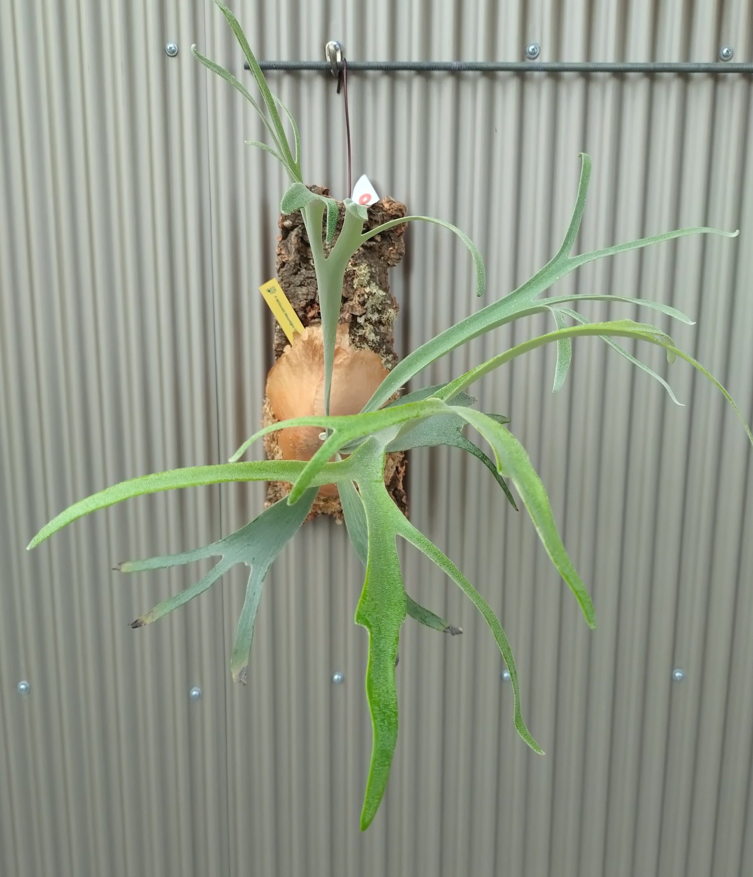 ビカクシダ P.willinckii moonlight OC | opossum(オポッサム）