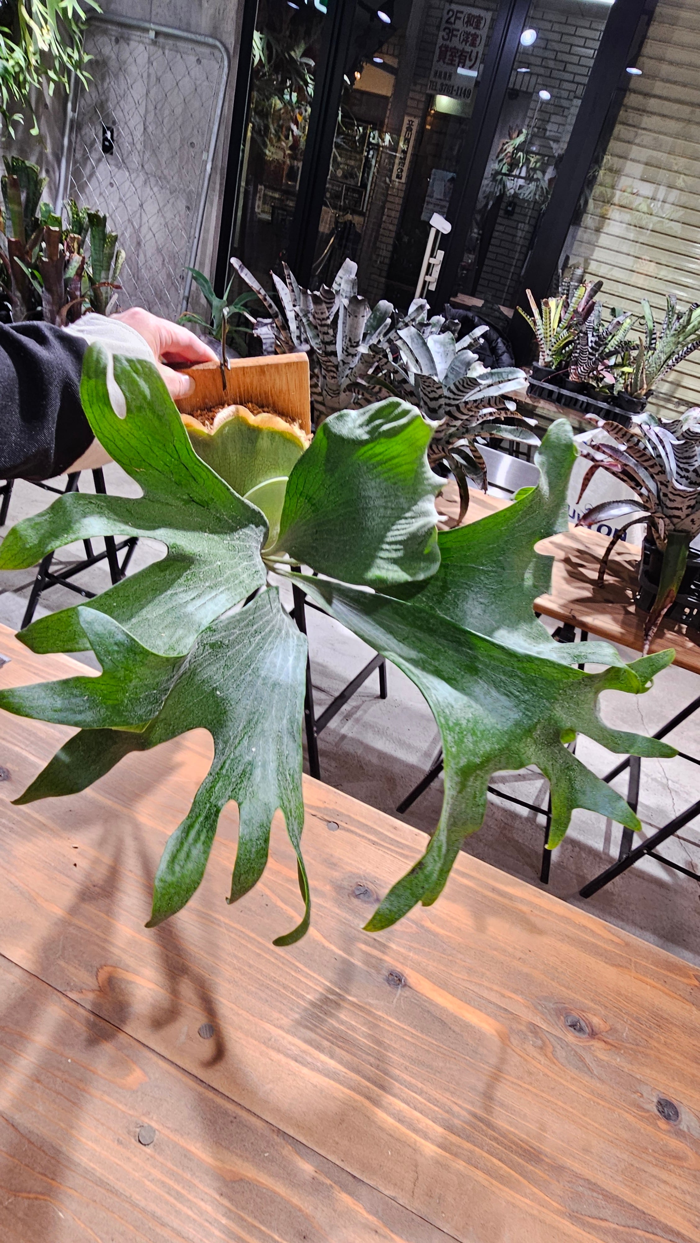 P.Willinckii cv. White Rose【artPLANTs】ビカクシダ/Platycerium