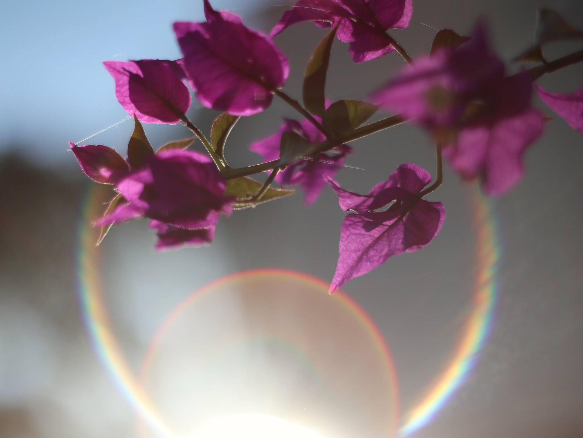 希少銘玉】 Super Takumar 55mm f1.8 前期型 黄変なし | Macha Cameras