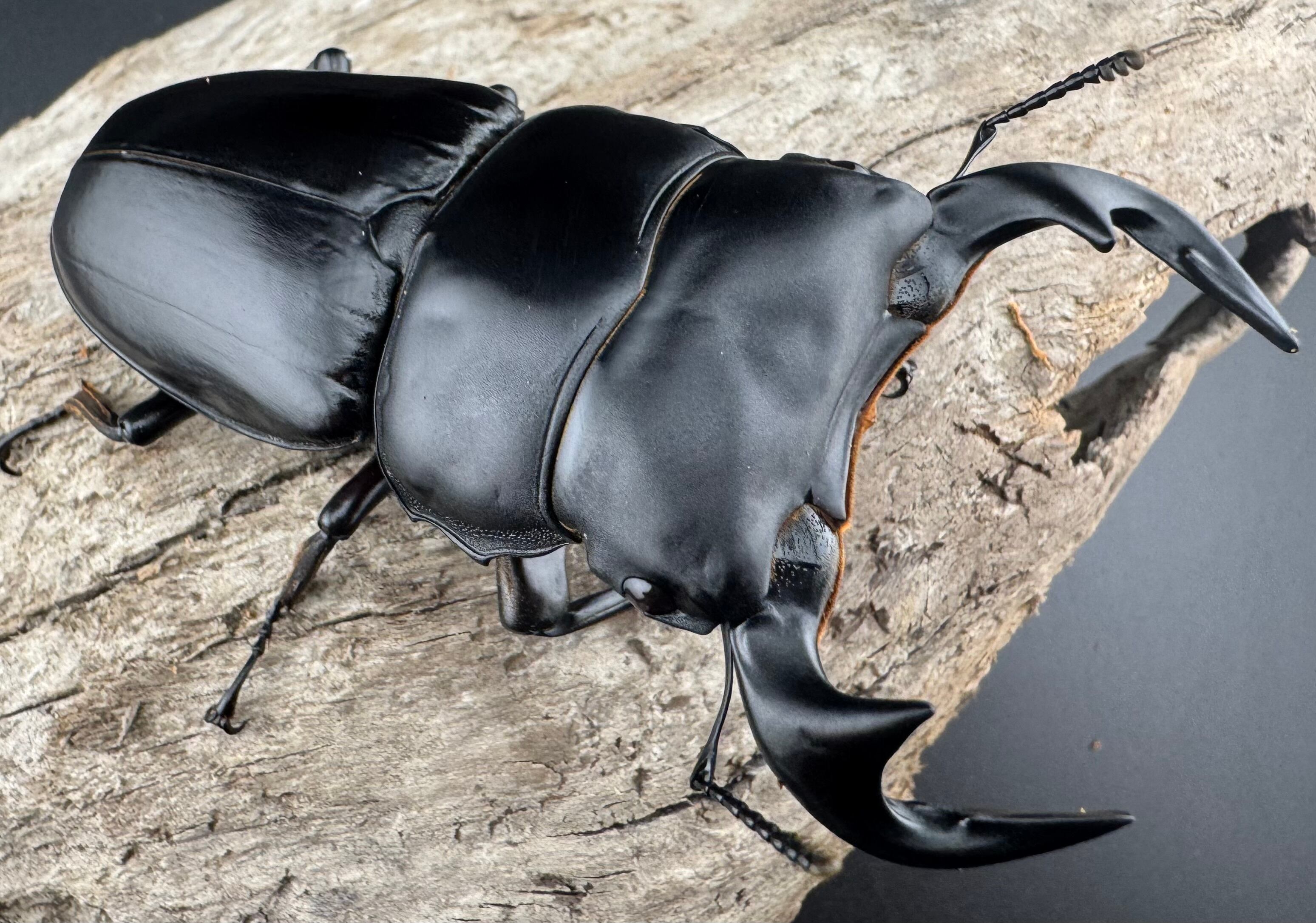 WF1】《アンタエウスオオクワ カオバン産 78mm ペア》 | KPW公式