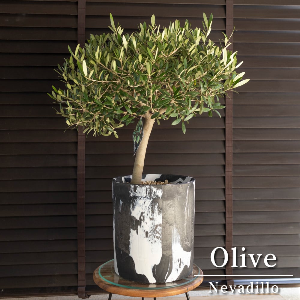 創樹 オリーブの木 SOUJU 幹太 ネバディロブランコ 8号 マーブル樹脂