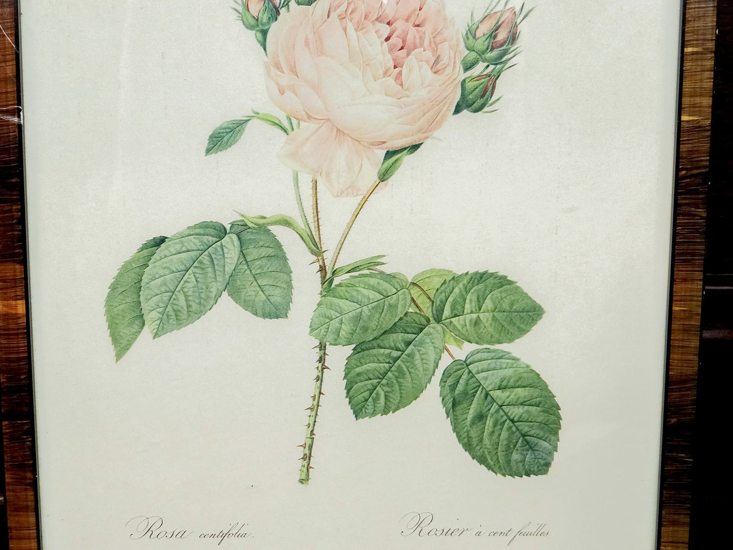 Vintage】ピエール＝ジョゼフ・ルドゥーテ 植物画 バラ Rosa