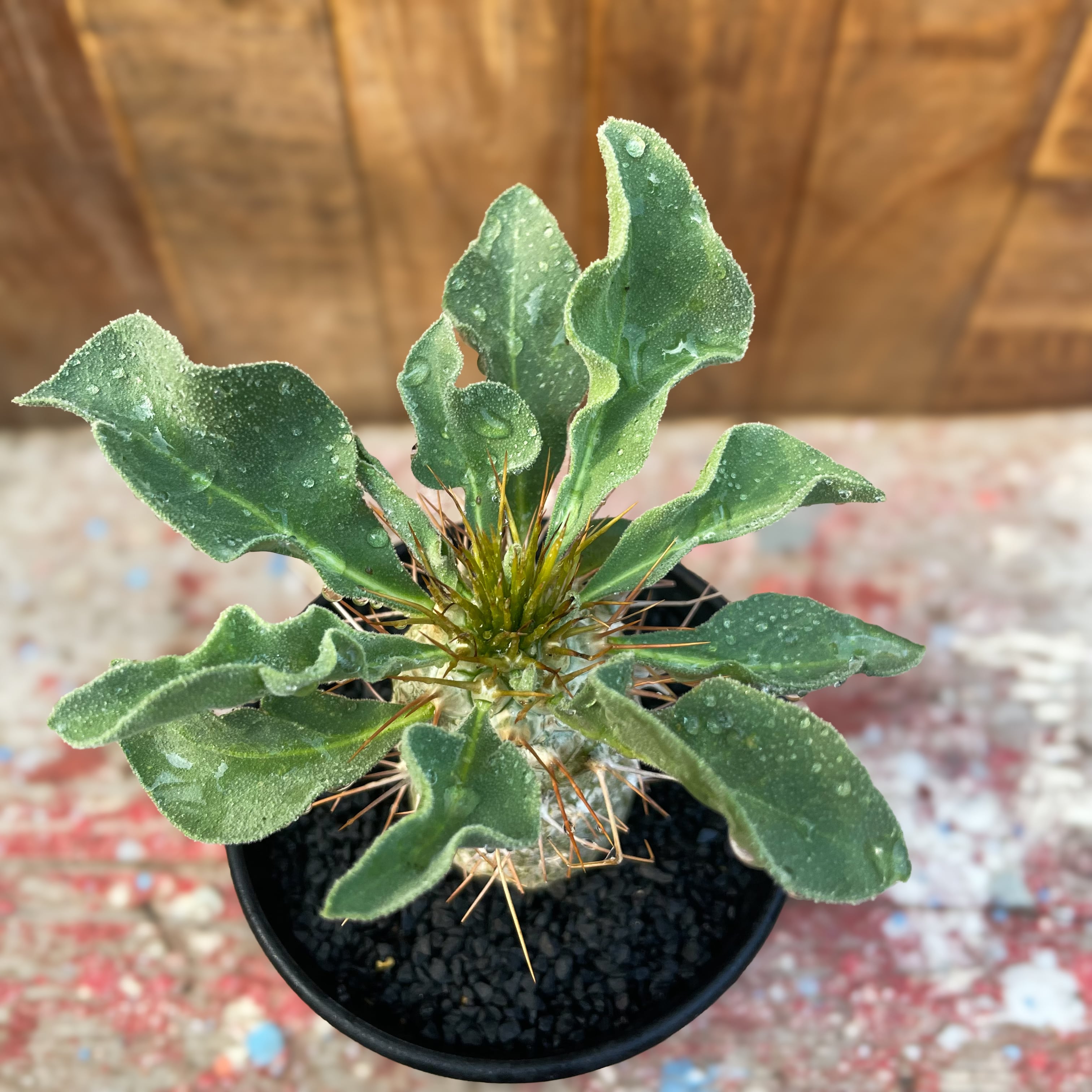 Pachypodium namaquanum【パキポディウム・ナマクアナム・光堂