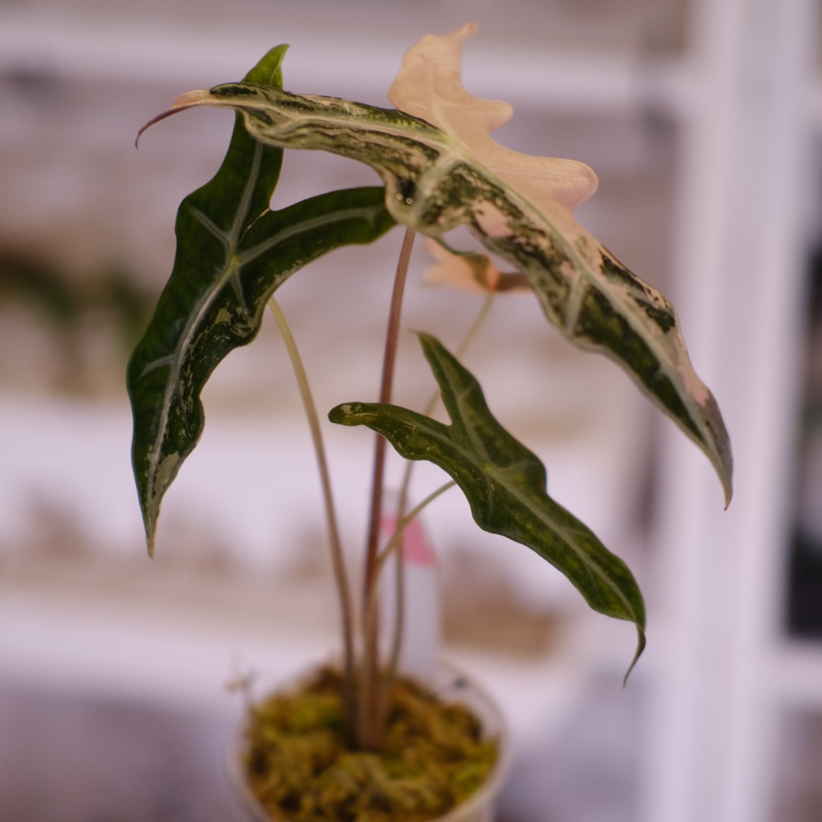 Alocasia Nobillis Pink 