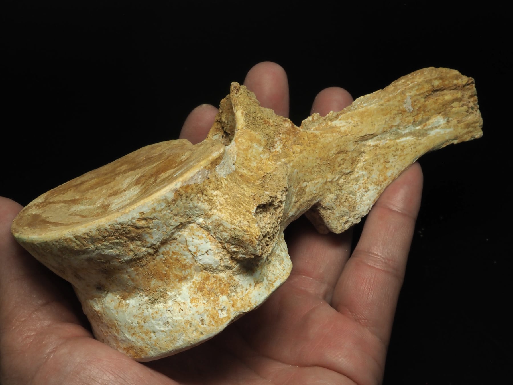 棘あり！極上保存！プレシオサウルス(エラスモサウルス)の椎骨化石