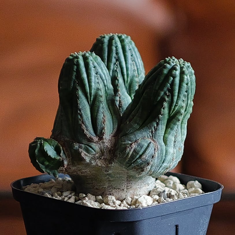 厳選 オベサ | LIGHTHOUSE.PLANTS - 海外実生株のオベサなど輸入植物を