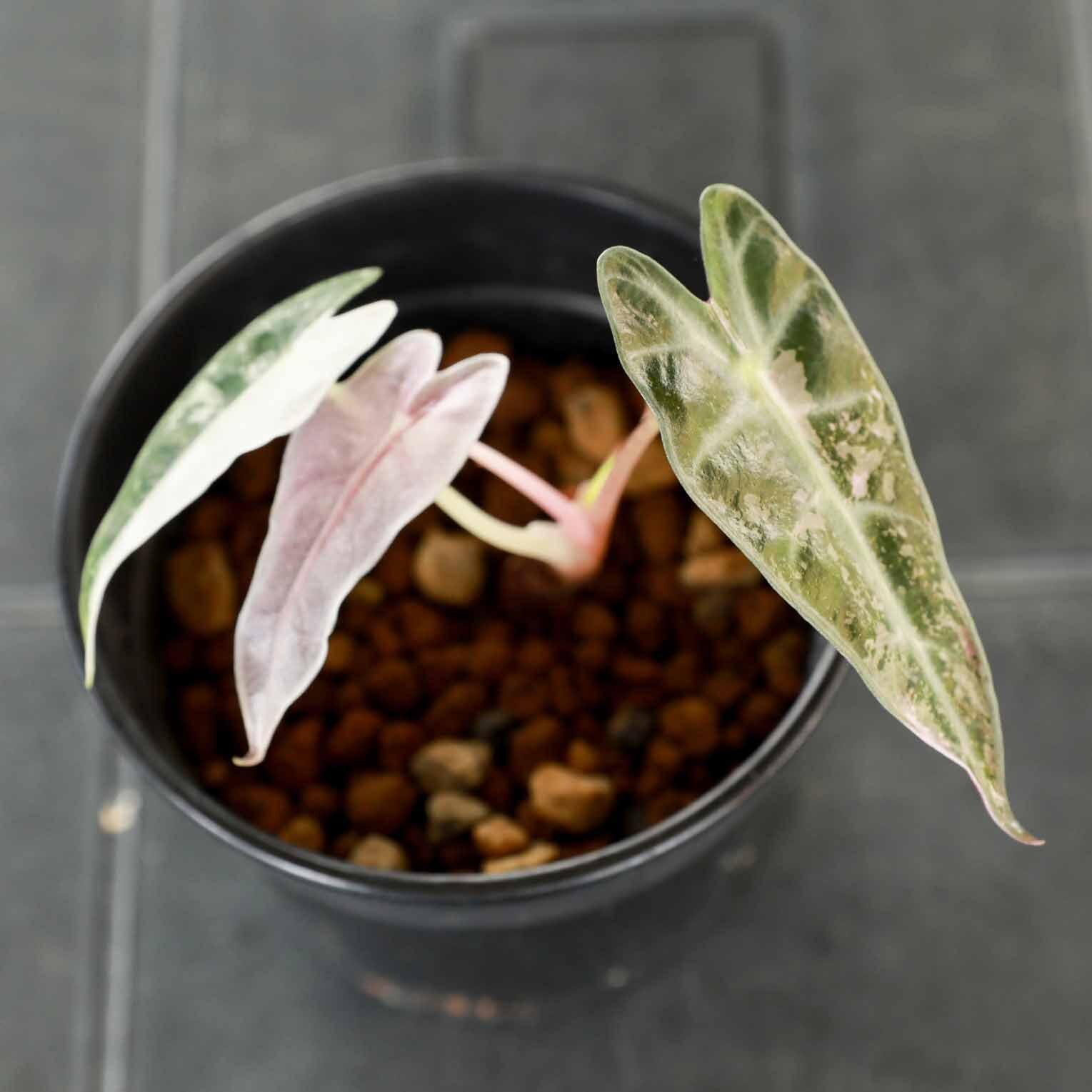 様 選抜株 アロカシア ワトソニアナピンク k*e様 極上 アロカシア