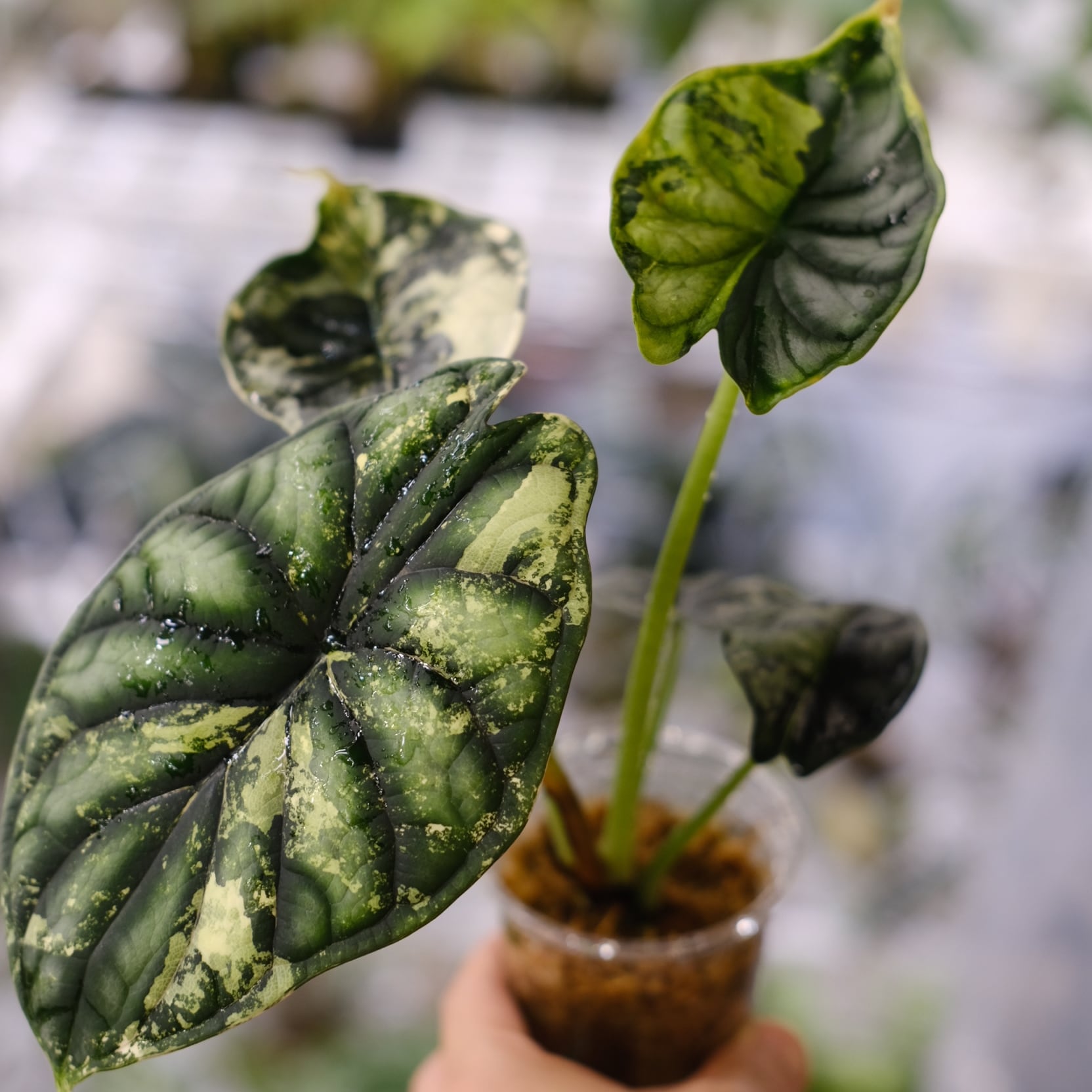 斑入り】Alocasia dragon scale / アロカシア ドラゴンスケール②