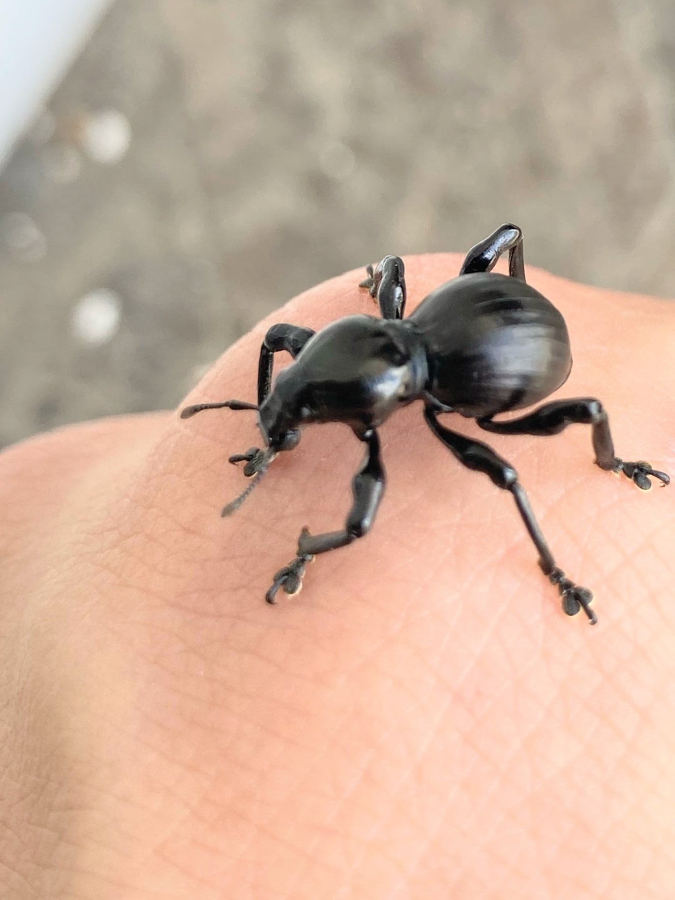 西表島産 クロカタゾウムシ 1匹 | まるころ商店〜まるくてころころした