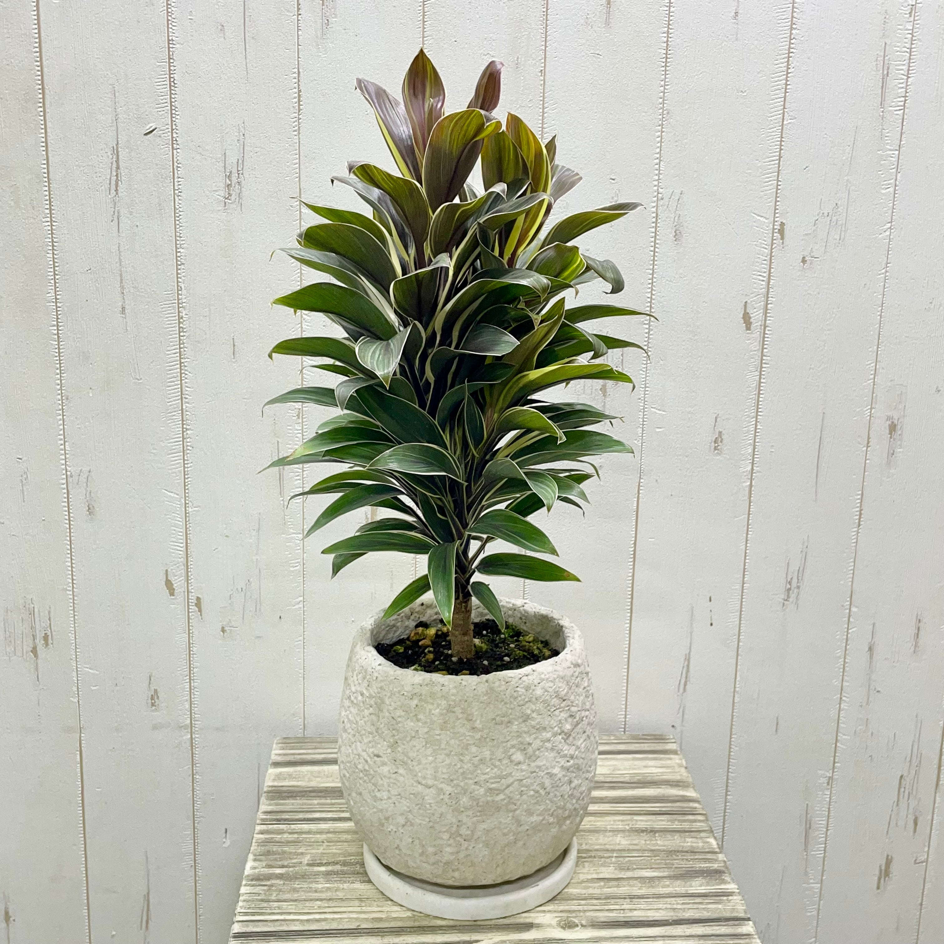 ほっと癒される コーヒー色のグリーン ドラセナ・コルジリネ“コーヒー