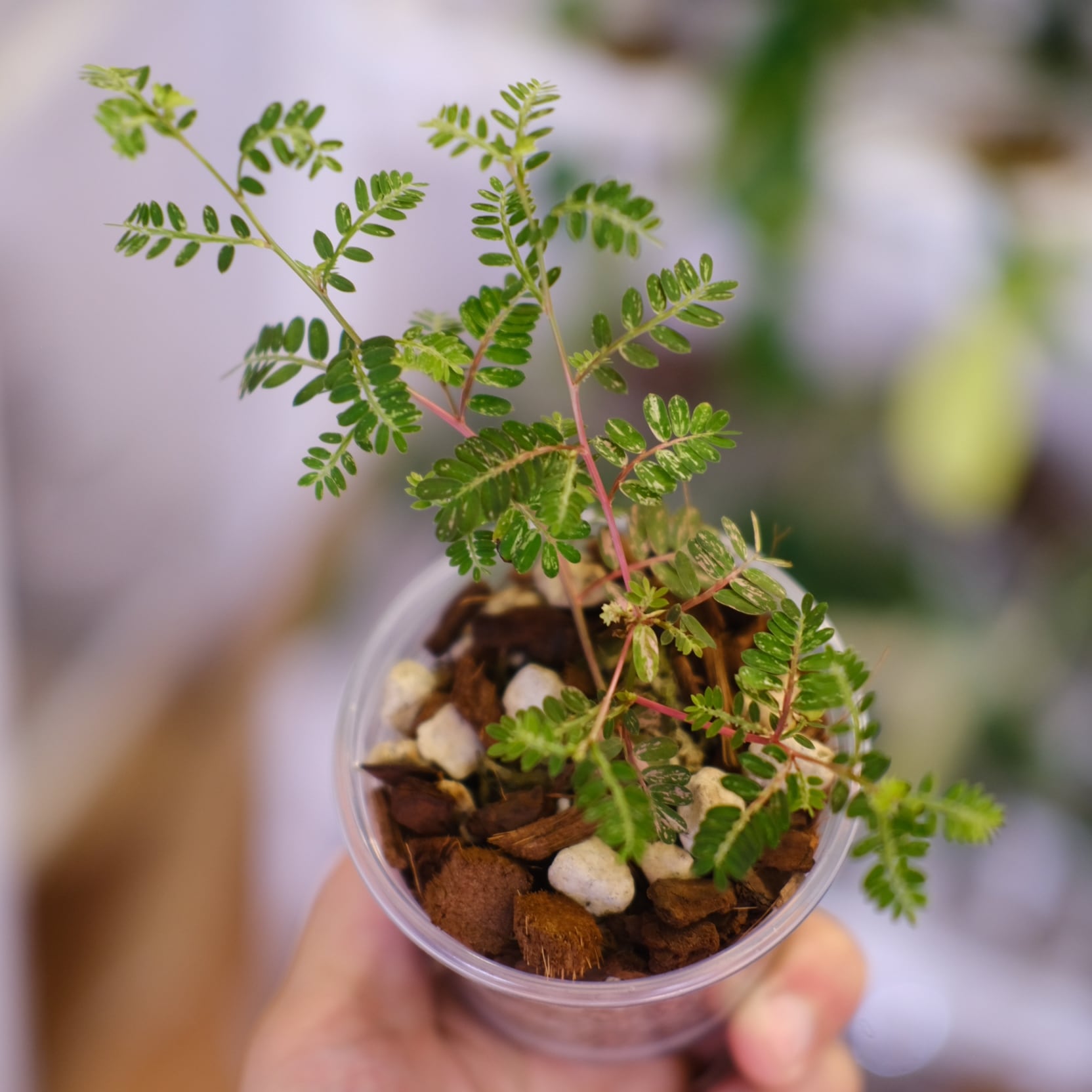 Phyllanthus urinaria 'Pink Variegated' | フィランサス・ウリナリア