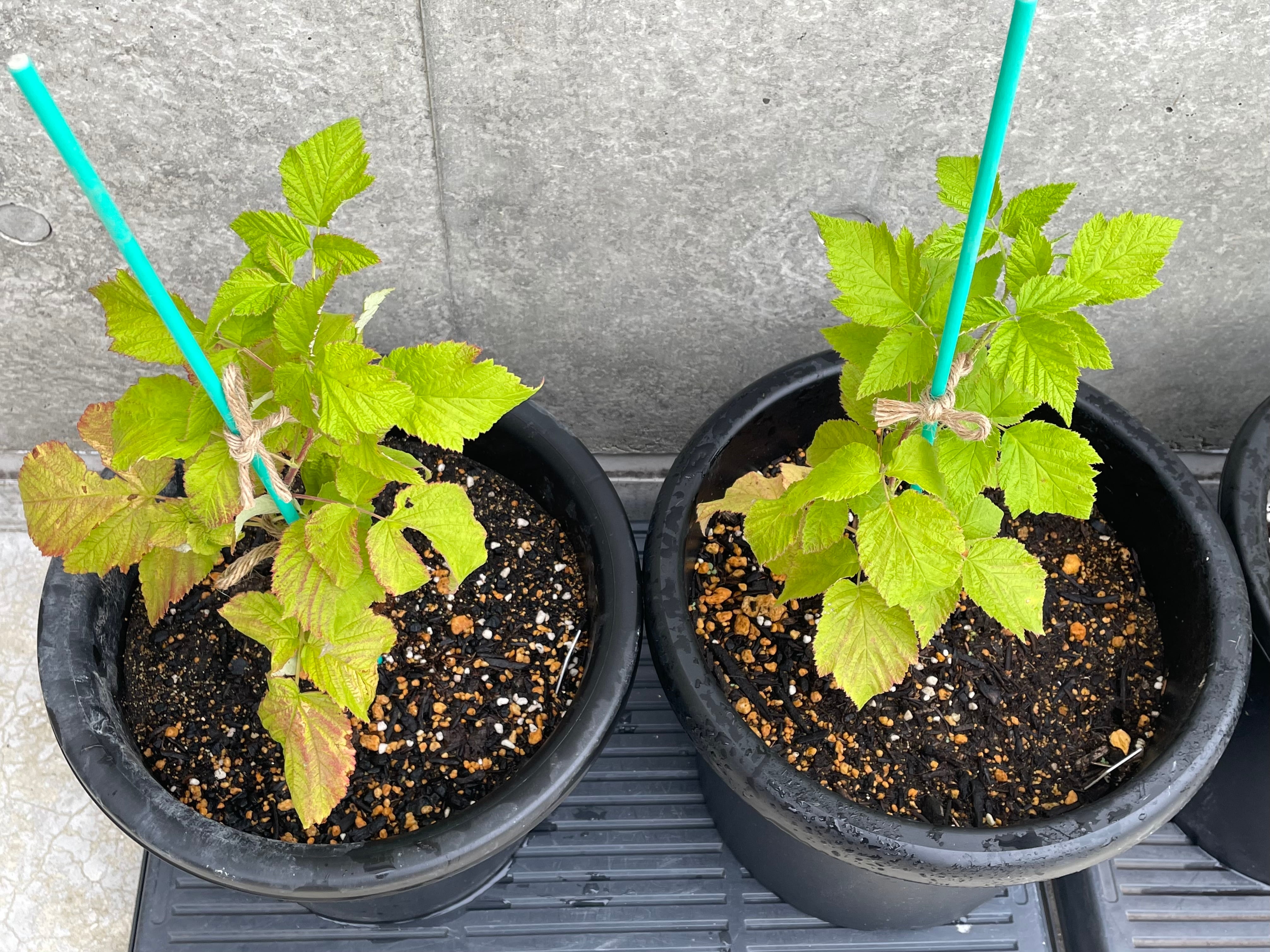 Tulameen（トゥラミーン）---販売準備中--- | おおだてラズベリーファーム