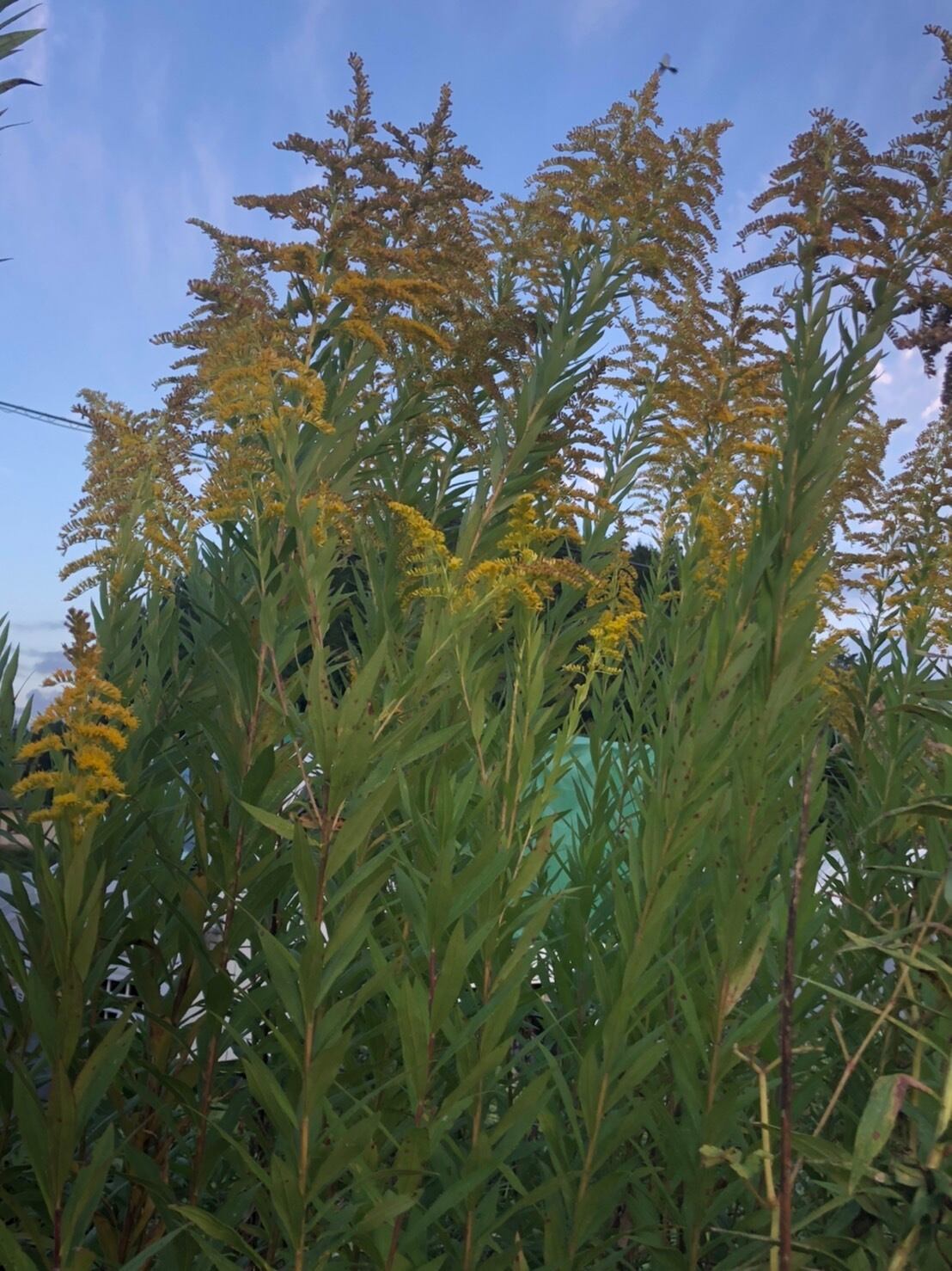 セイタカアワダチソウ 1kg | ウェルネスフーズUDA