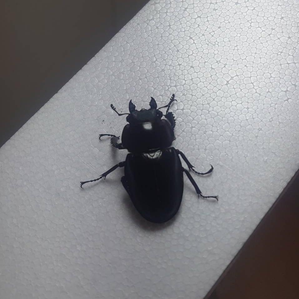 大歯】ヤエヤママルバネクワガタ西表島大見謝 ペア ♂55.1mm・♀45.9