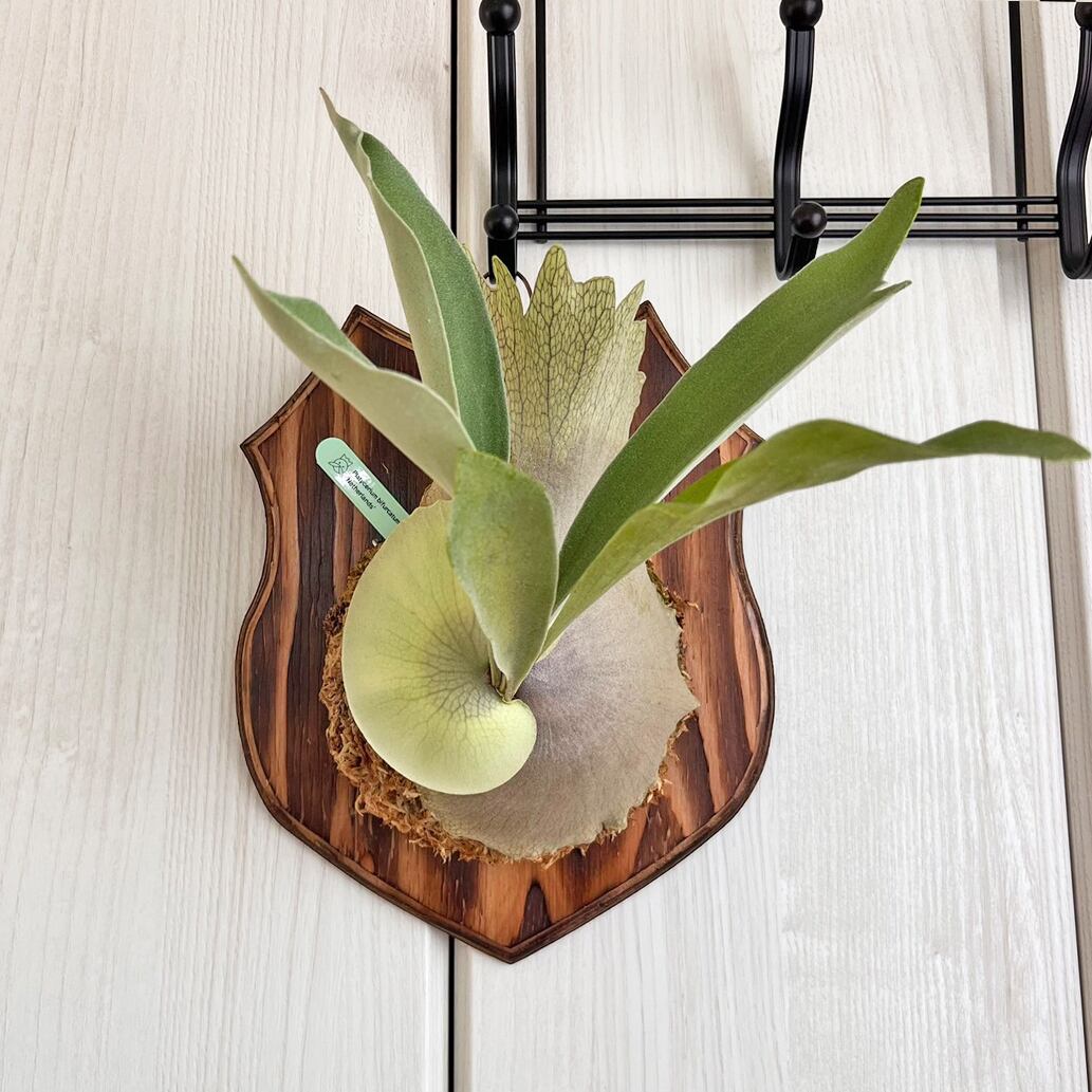 ビカクシダ ネザーランド 板付 【観葉植物 室内 コウモリラン】 | Pay ID