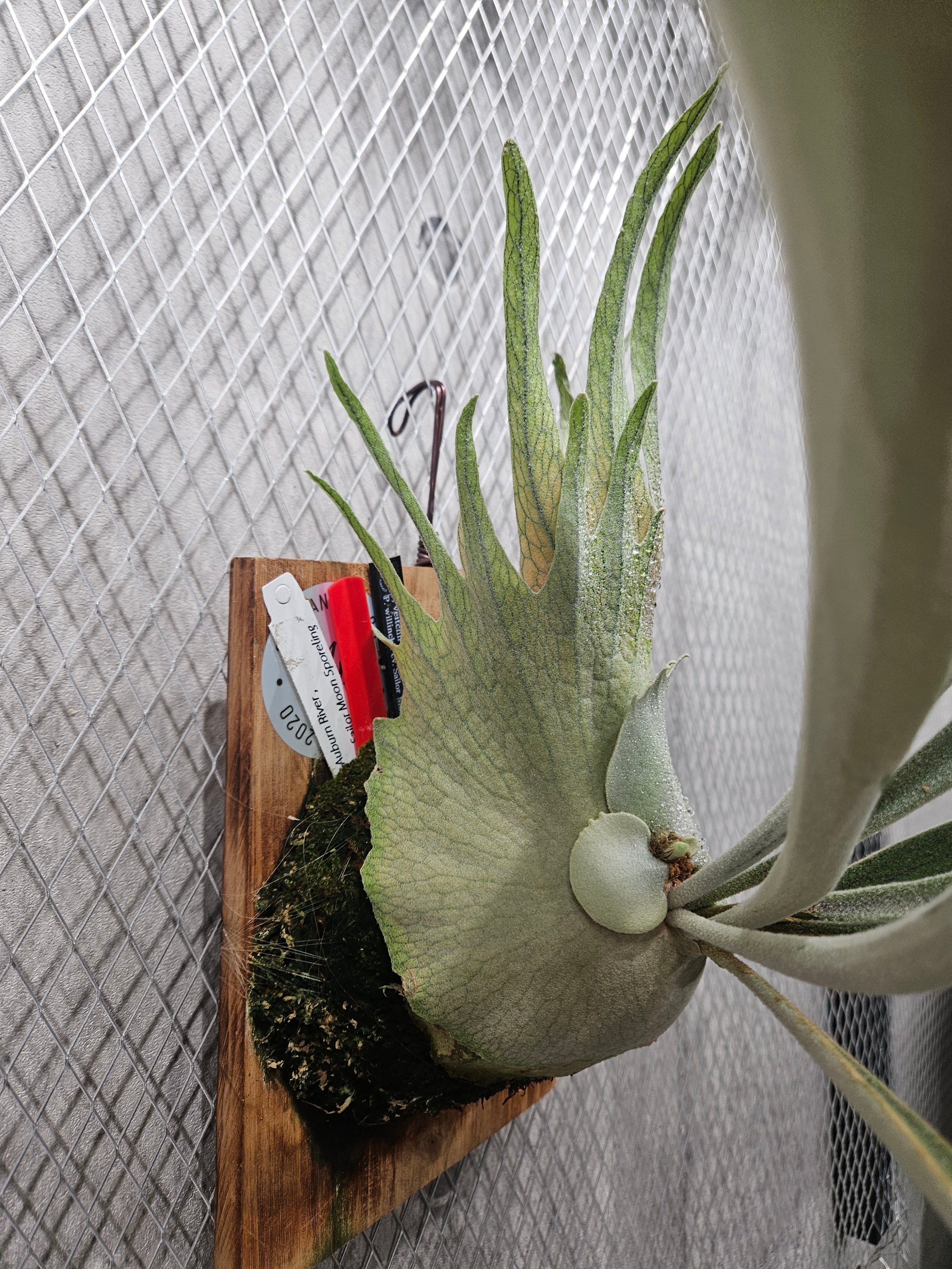 P. veitchii Auburn River, P. willinckii cv. Sailor Moon Select