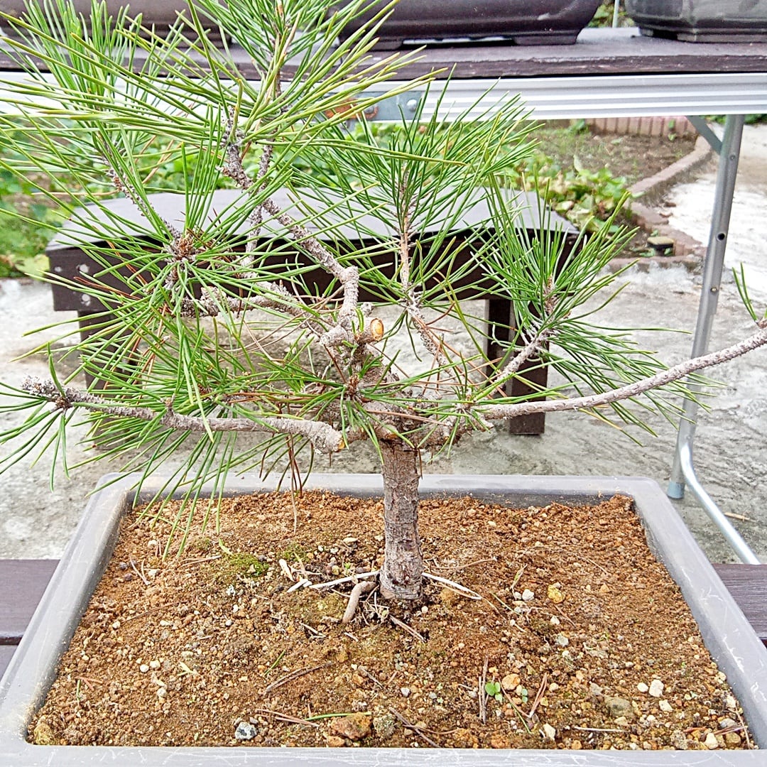 黒龍 黒松 樹齢10年 中品盆栽 鉢付き | 松工房 -Pine Workshop-