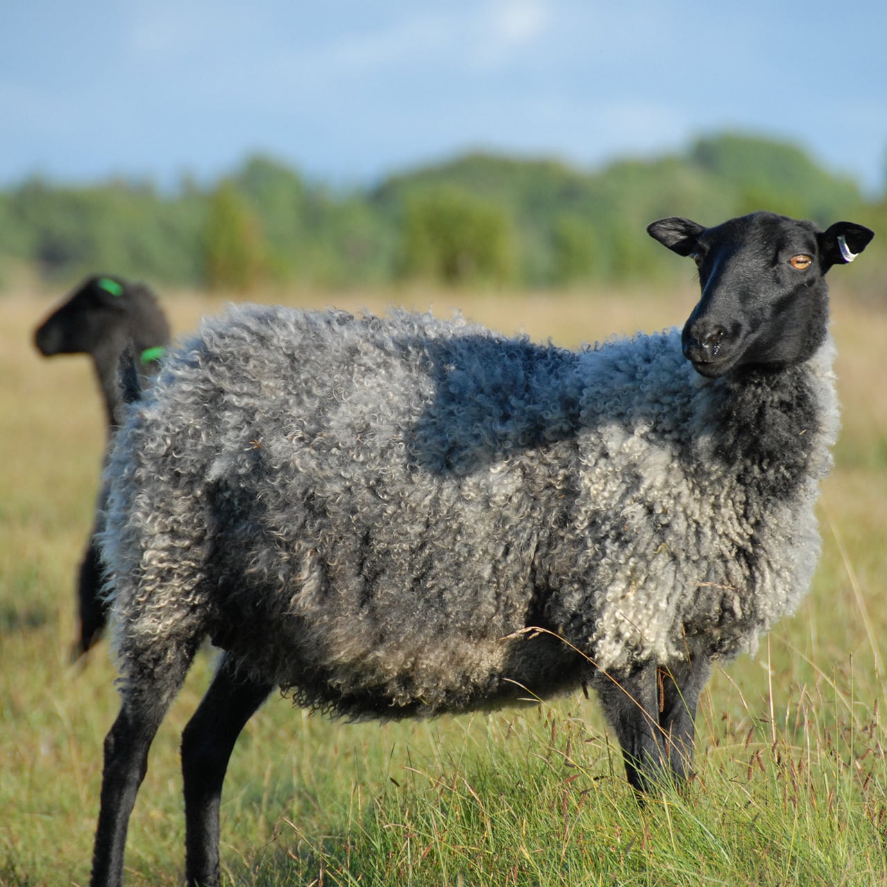 ゴットランドシープスキン ラグ Sプレミアム | アトマダ寝具店