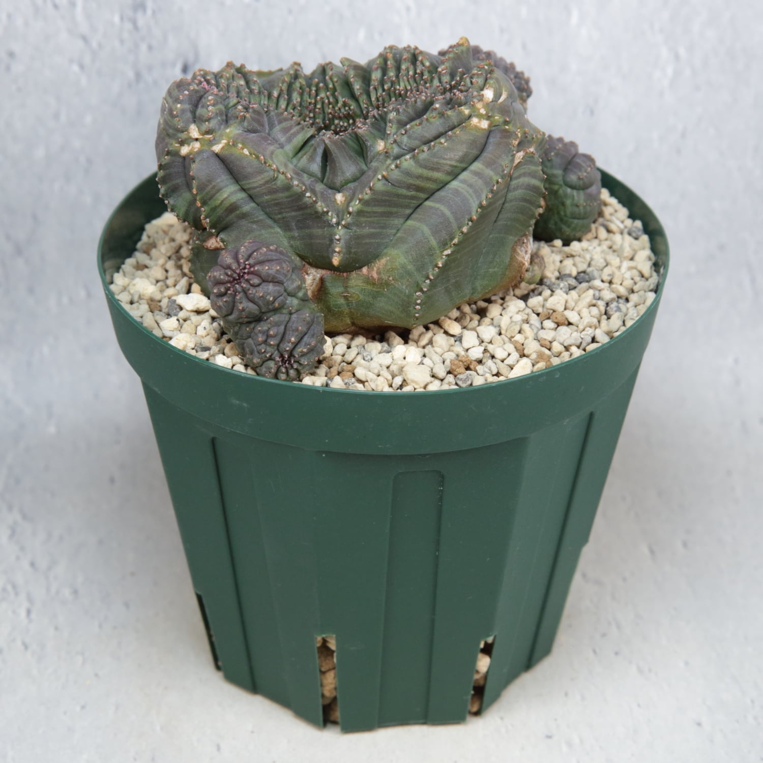 超厳選株】大株 親株 最大幅約 8cm 仔吹き 円扇綴化 オベサ