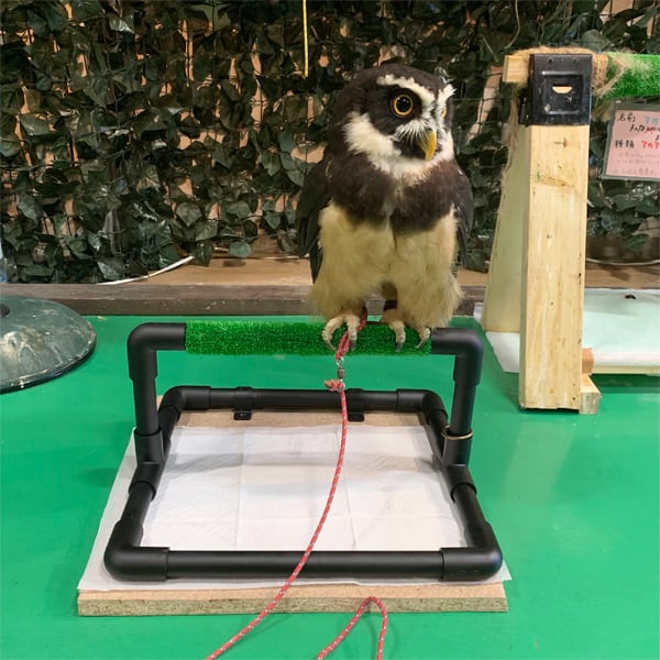 パーチ 黒【フクロウ 猛禽類用】 | アトリエ ぽっくる