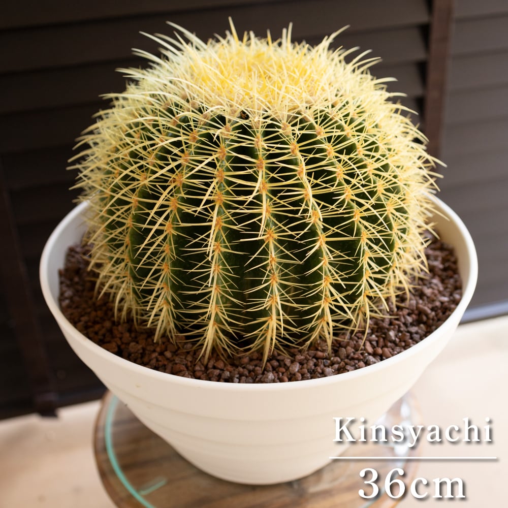 発根済】36cm 金鯱 サボテン 特大 12号 多肉植物 ドライガーデン