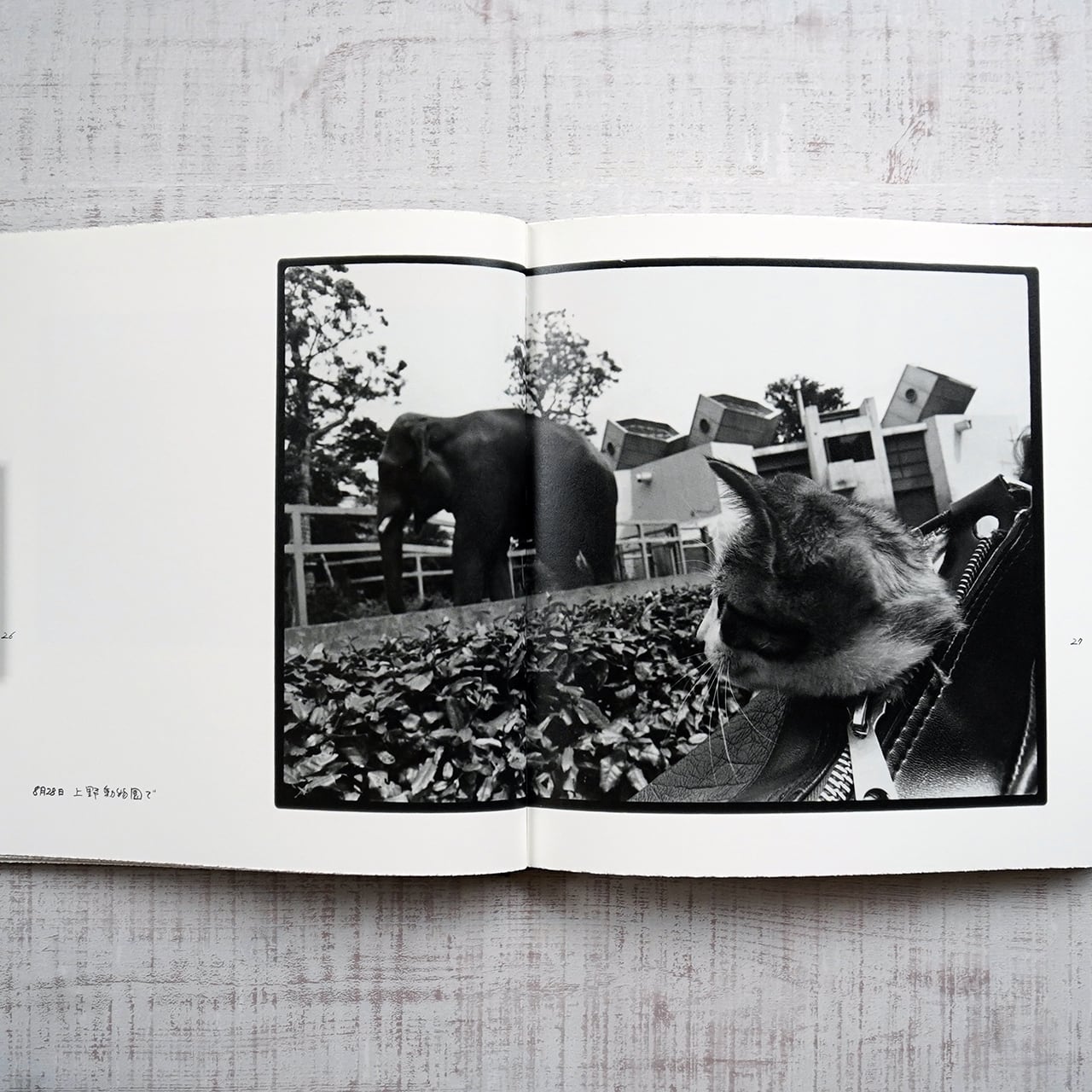 afterword 深瀬昌久 | タイムカプセル